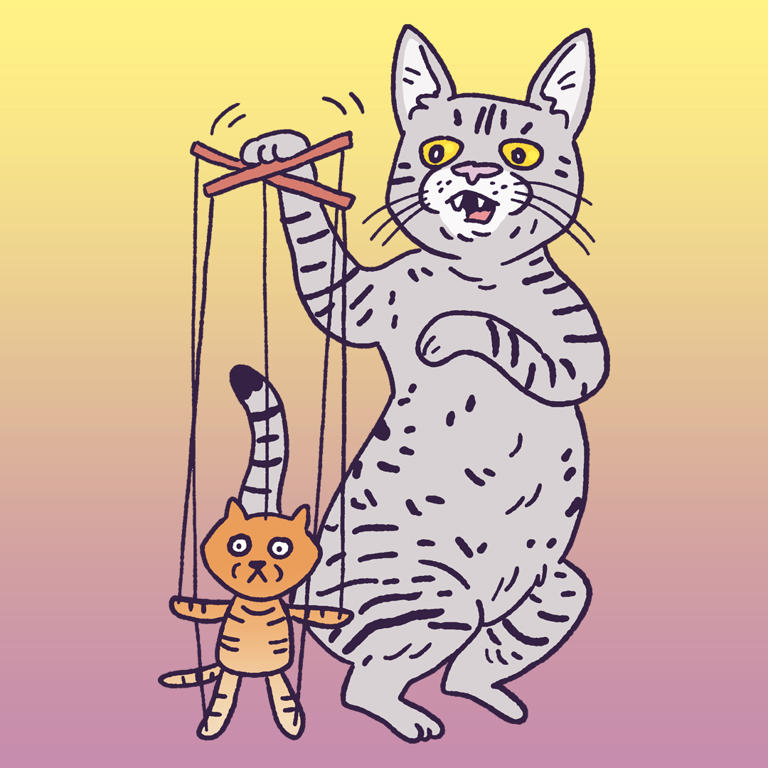 Ocicat #1562