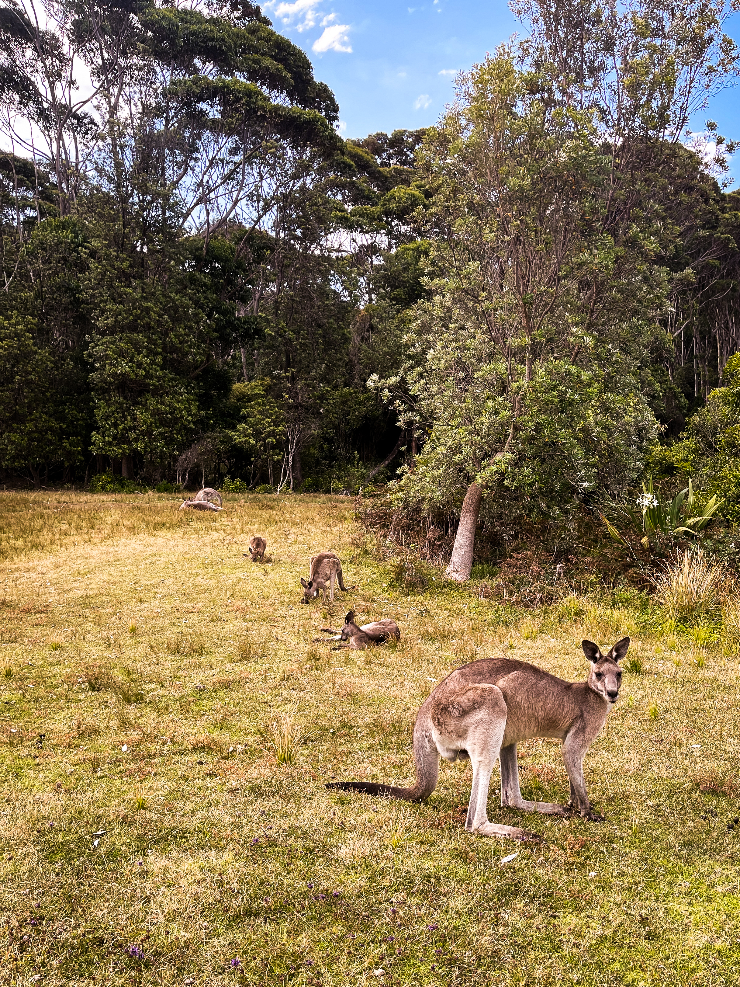 Wild Australia #15