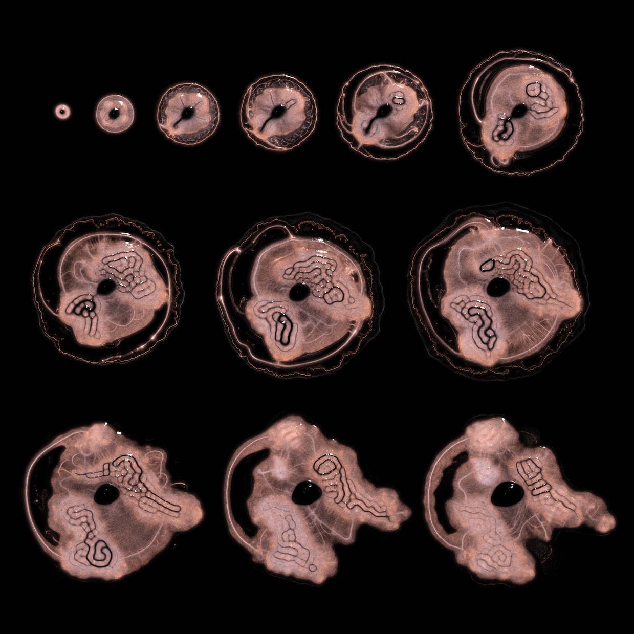 Embryogenesis #66