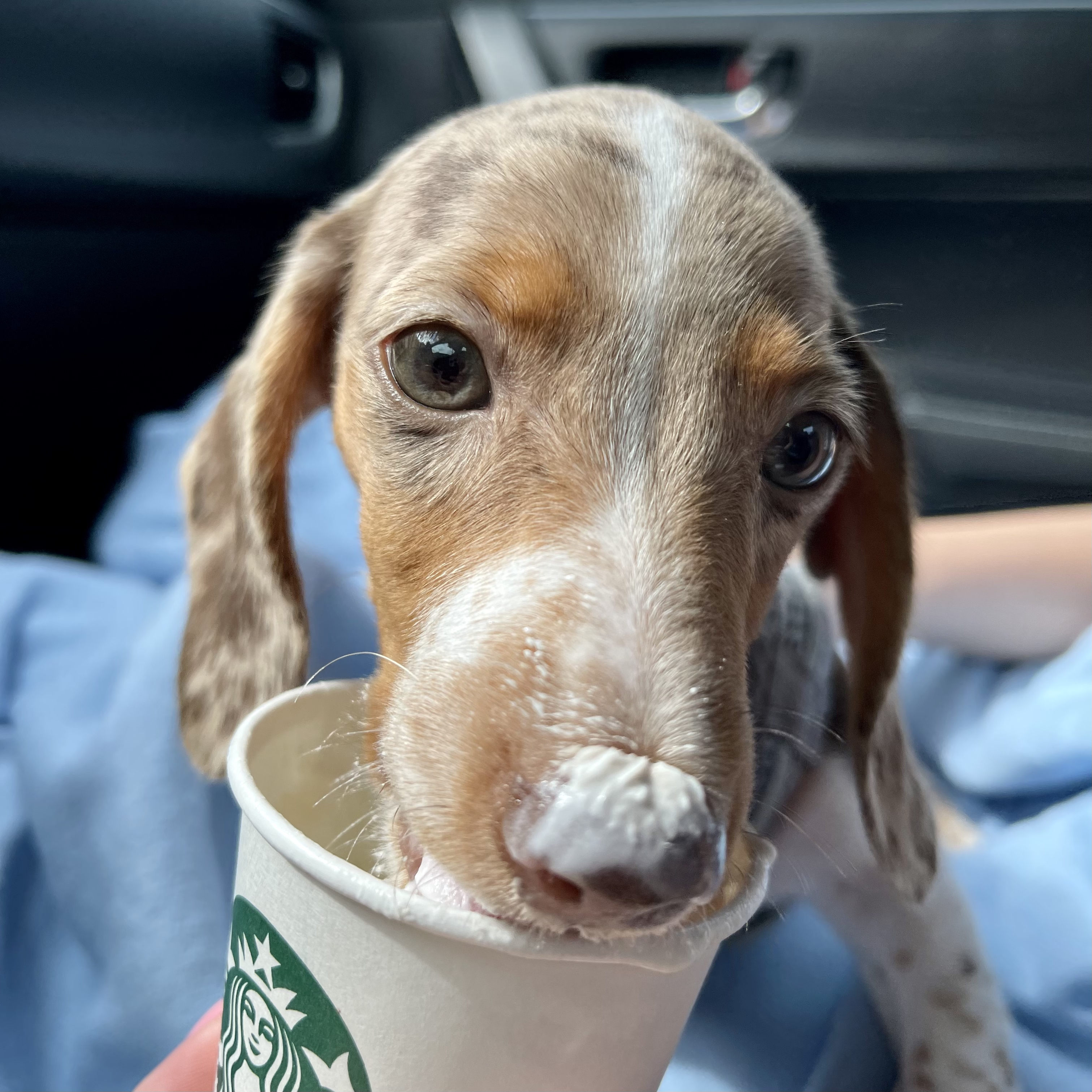 Bean gets a pup cup