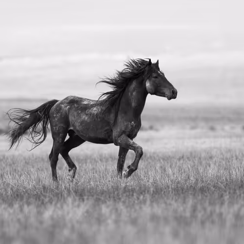 Wild Mustangs: Running Stallion