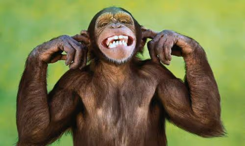 monkey
