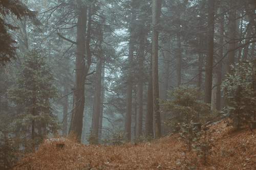 Stillness Speaks