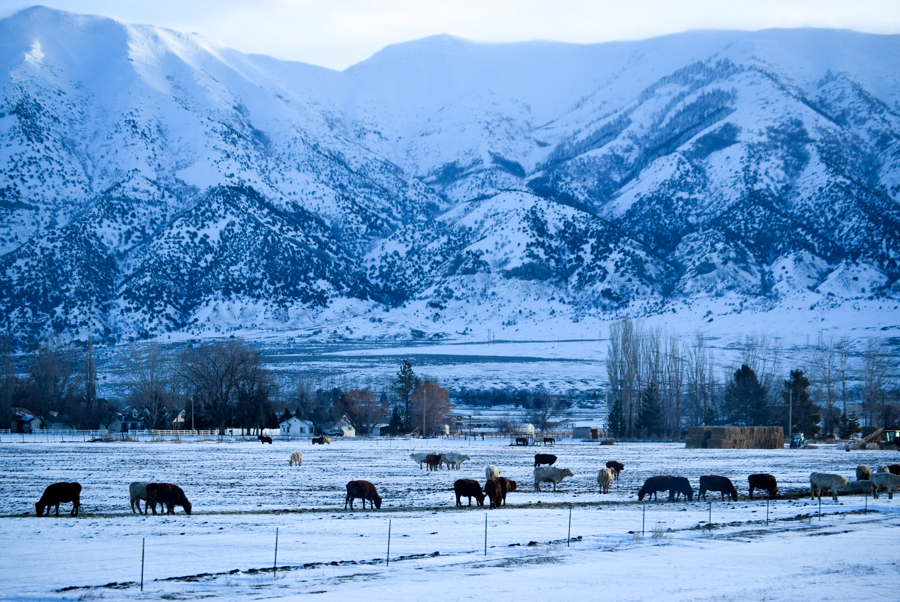 Winter Graze