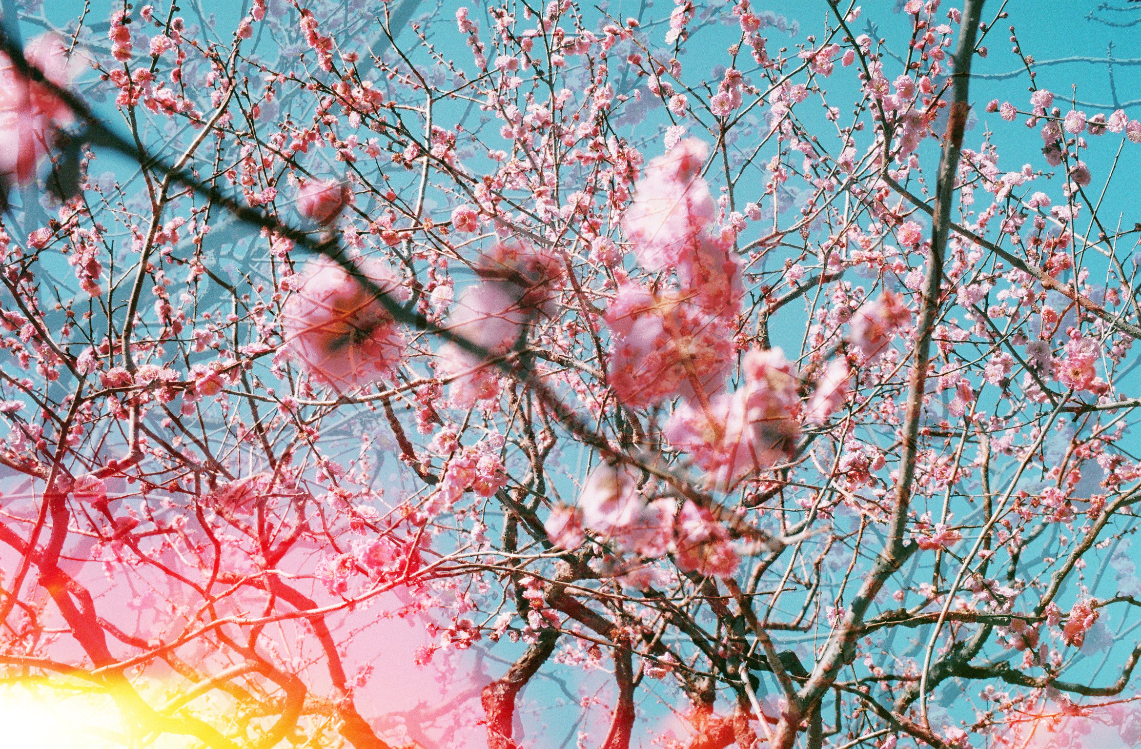 Breath of Spring | 春の息吹 #37/133