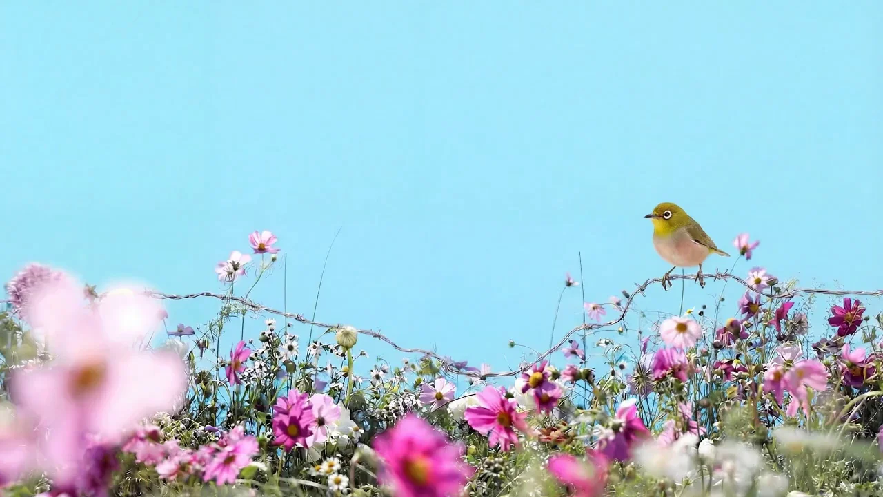 Peachy, Caroline's Meadow
