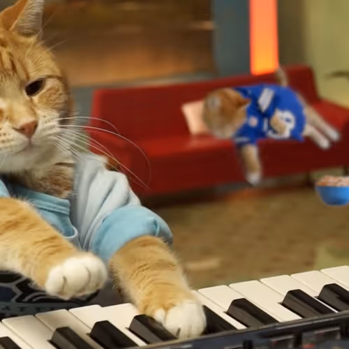 Keyboard Cat Plays During the BIG GAME!