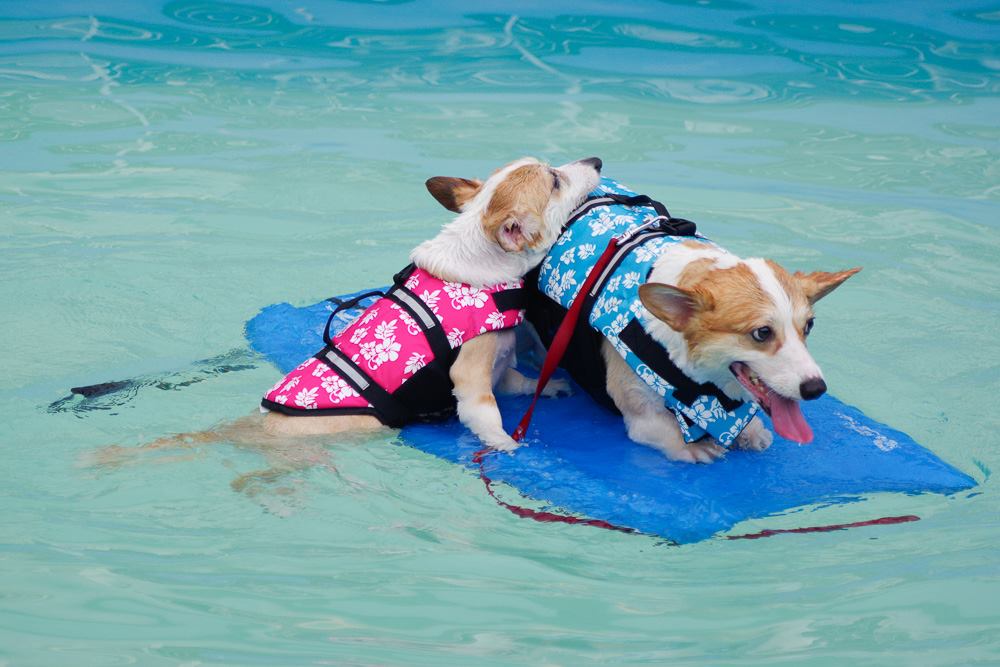 dogs