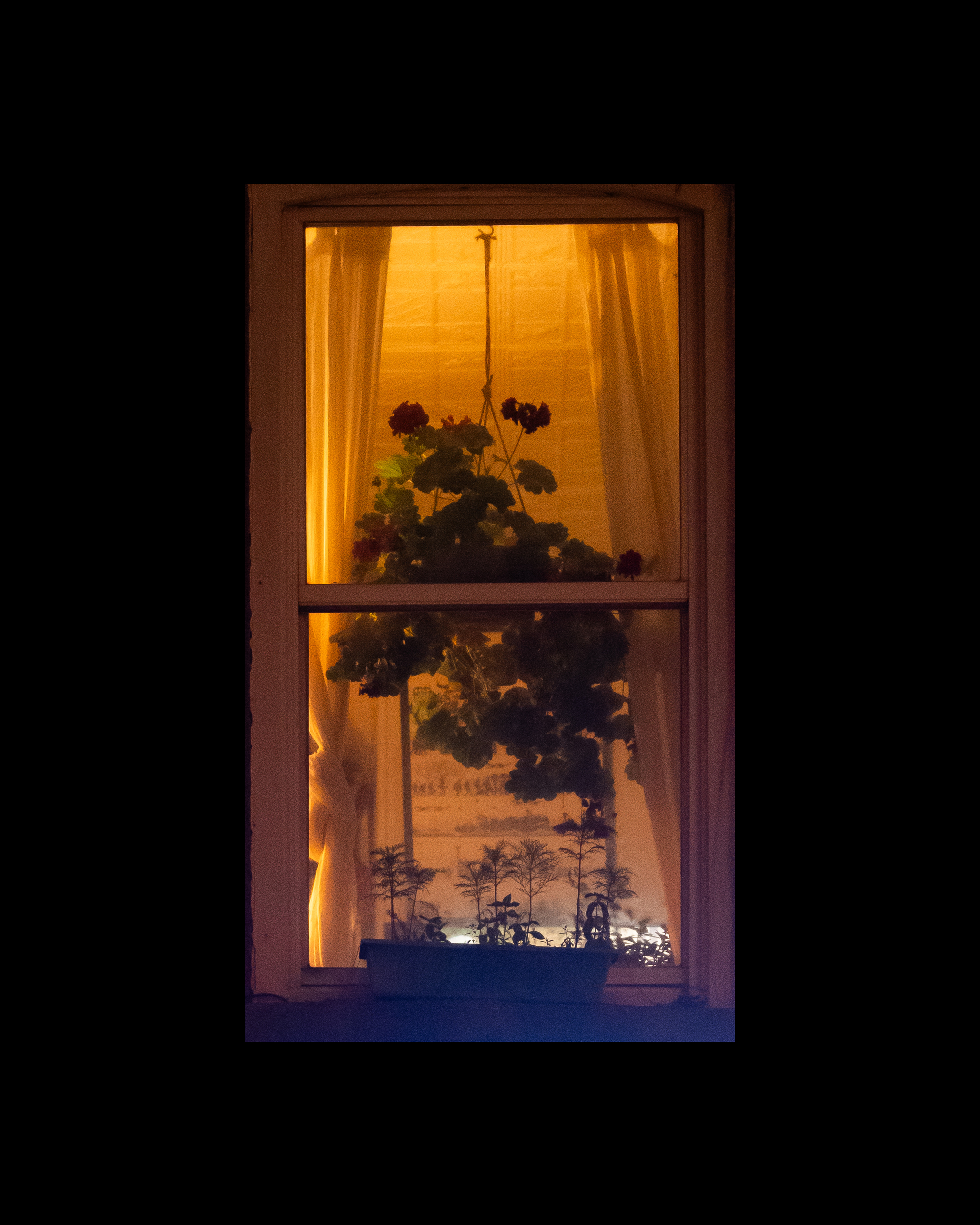 WINDOW 446