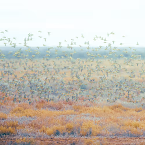 Birds of a Budgies