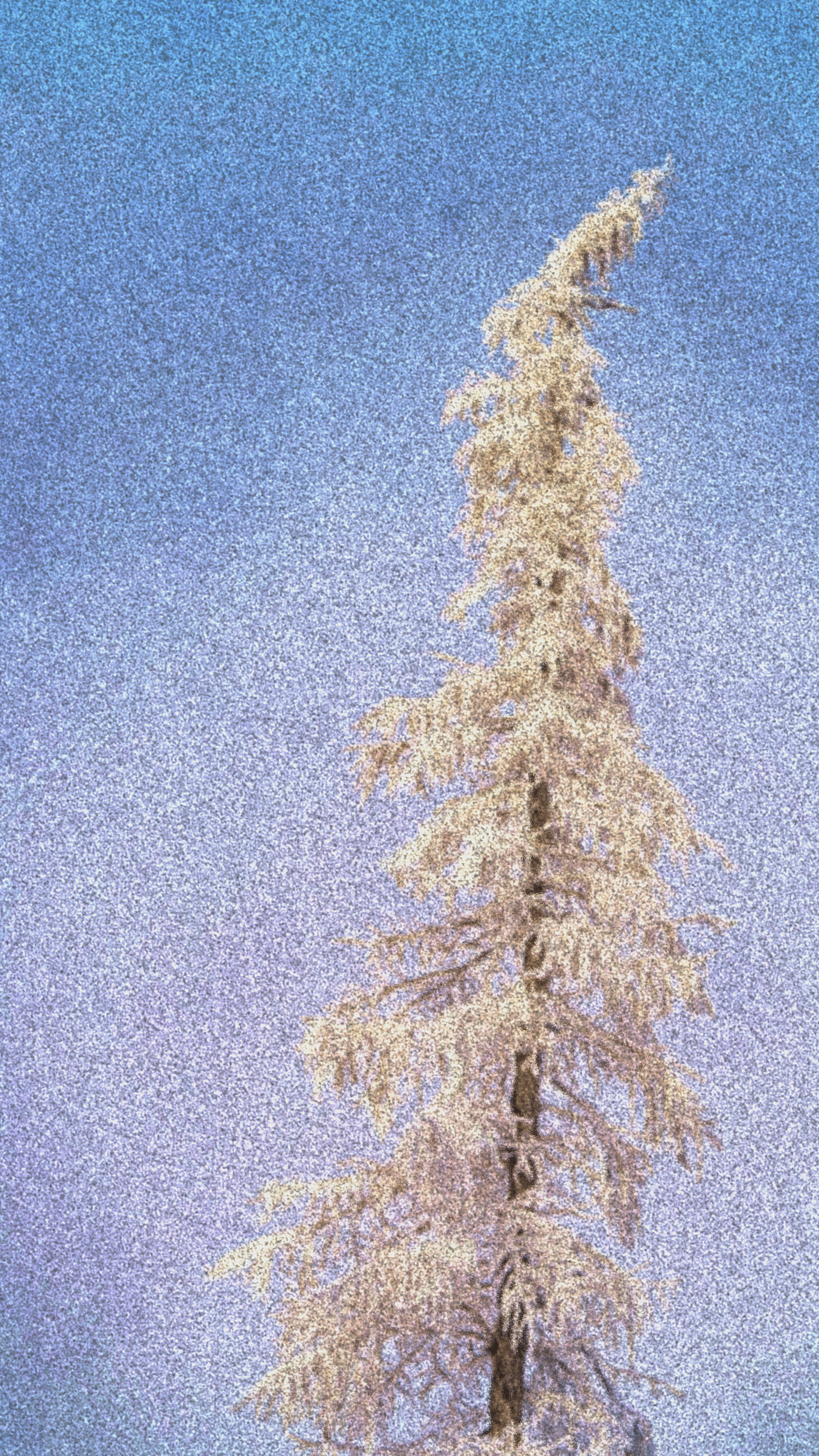 the larch