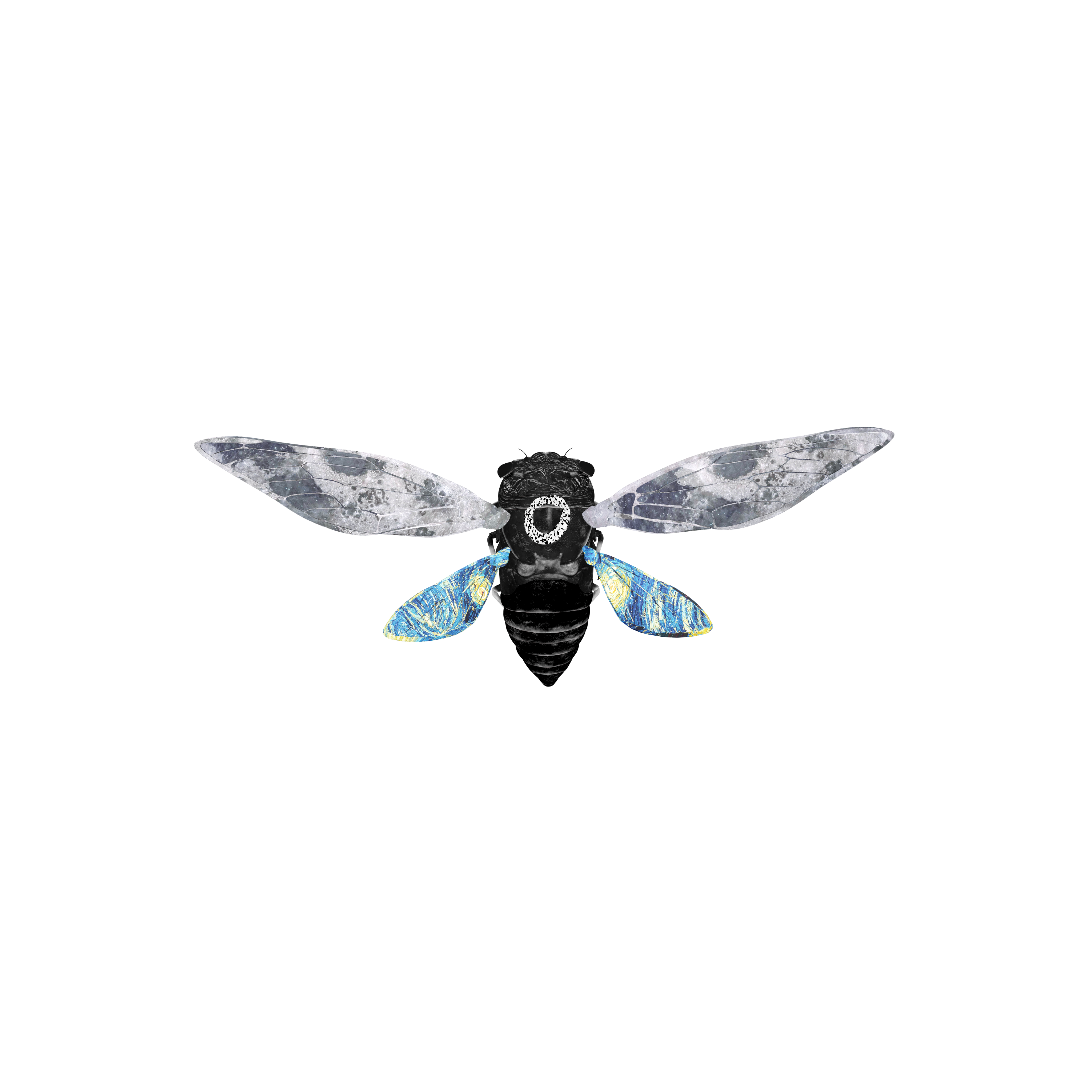 Cicadas #9541