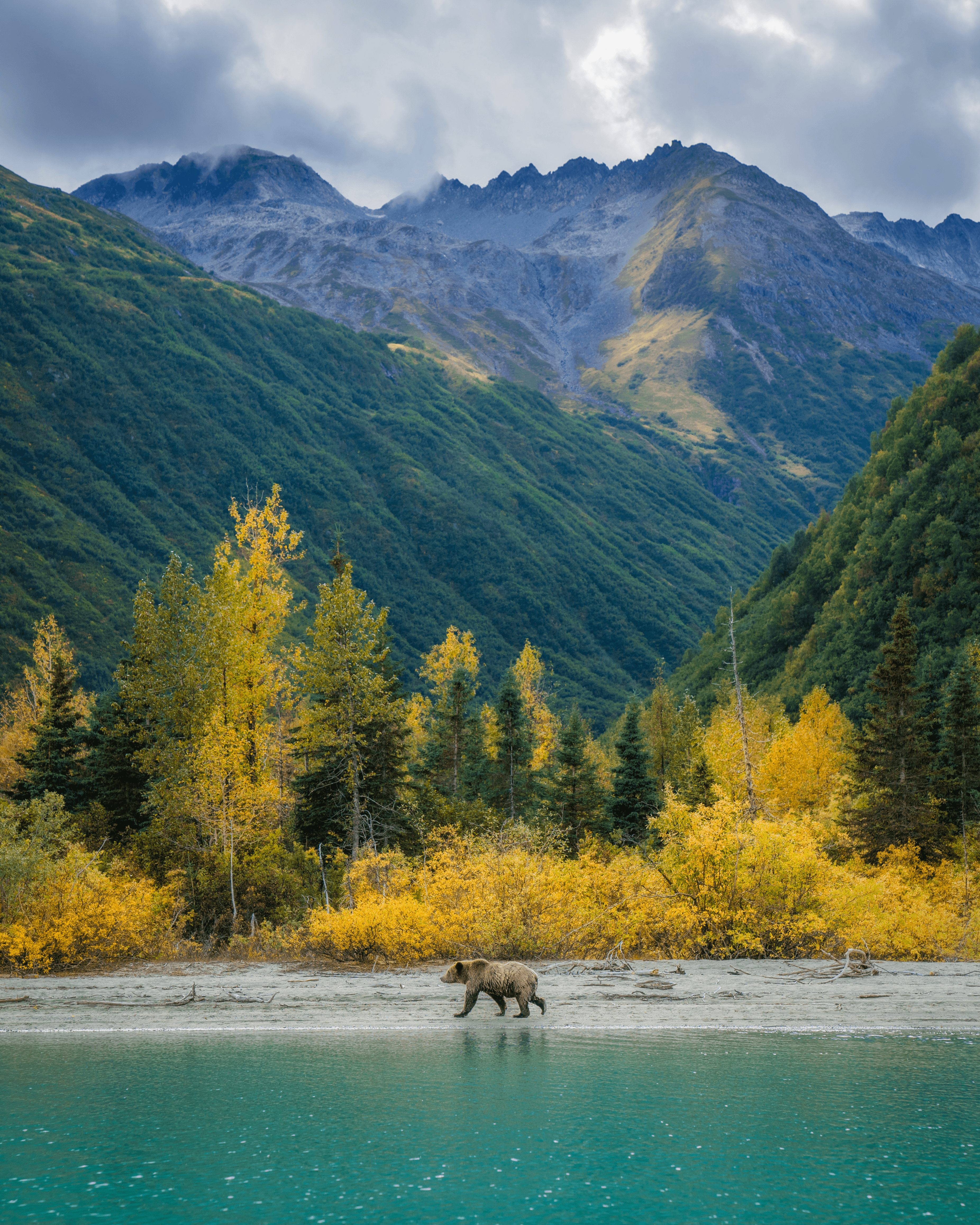 Bear Necessities