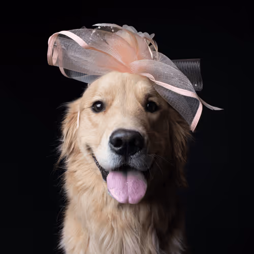 Golden Retriever #DA259