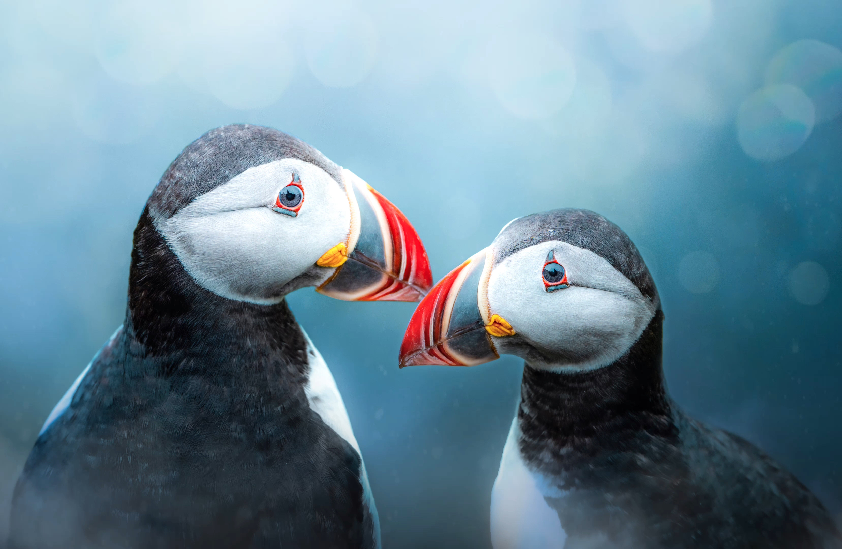I Puffin Love You
