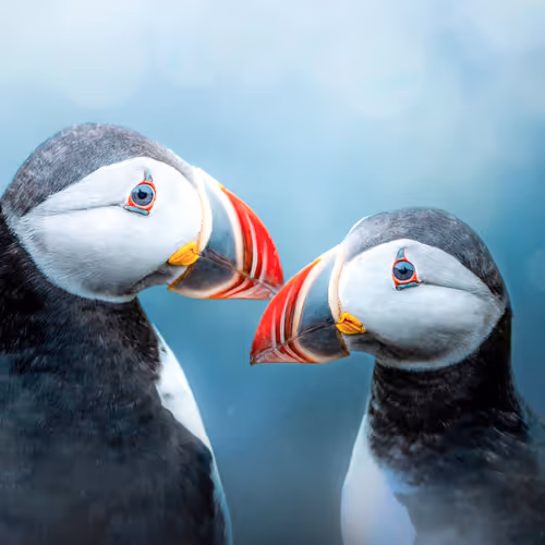 I Puffin Love You