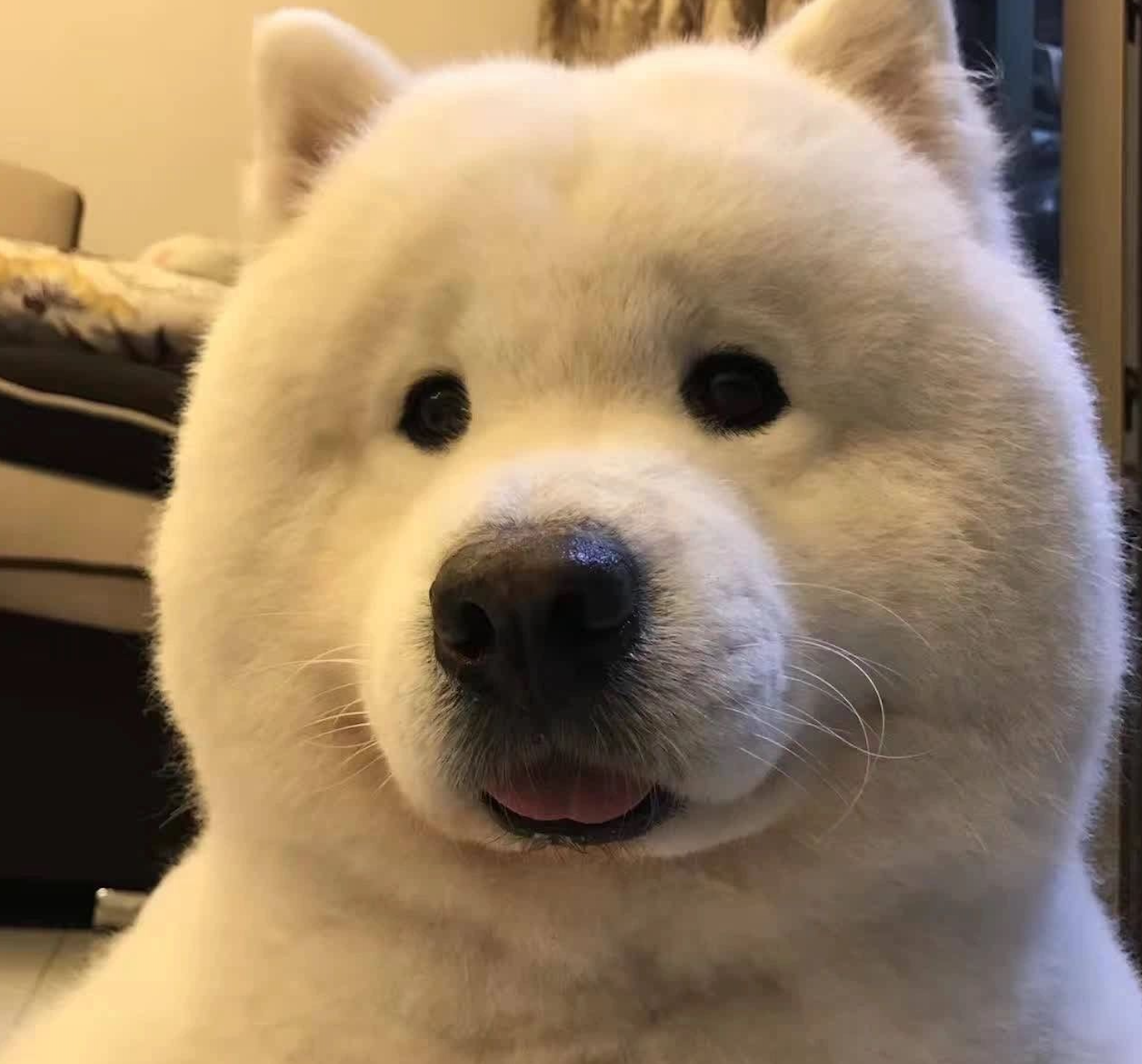 lovely dog