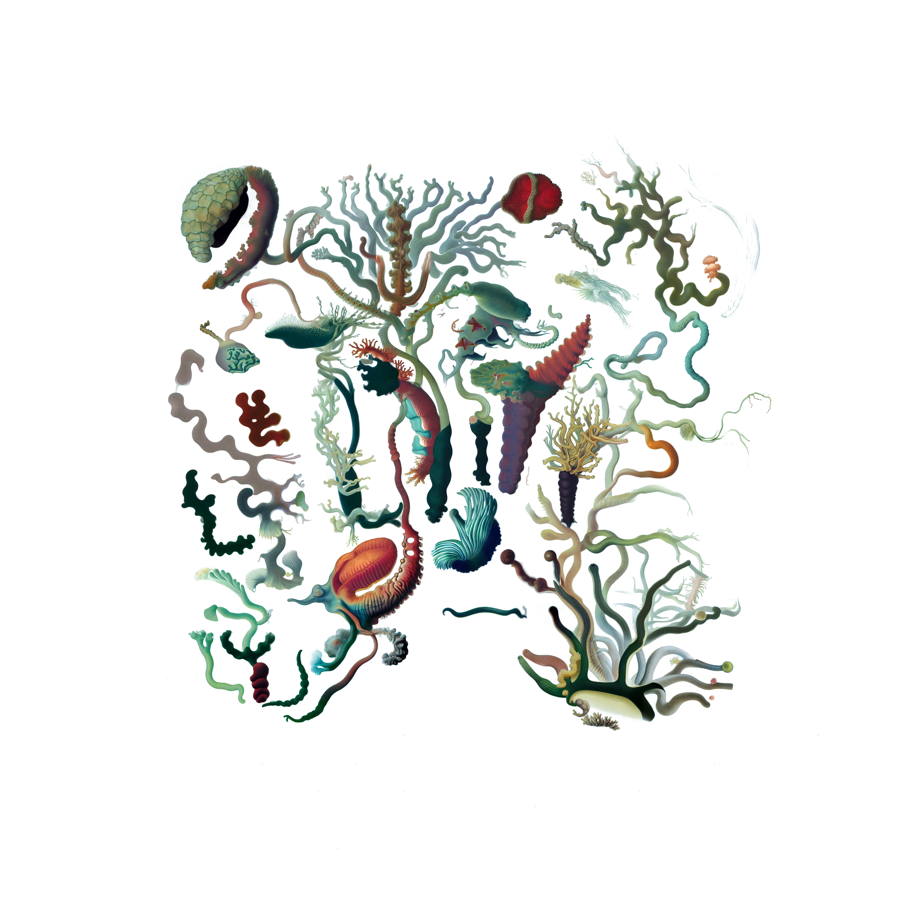 Intertidal Samples #12