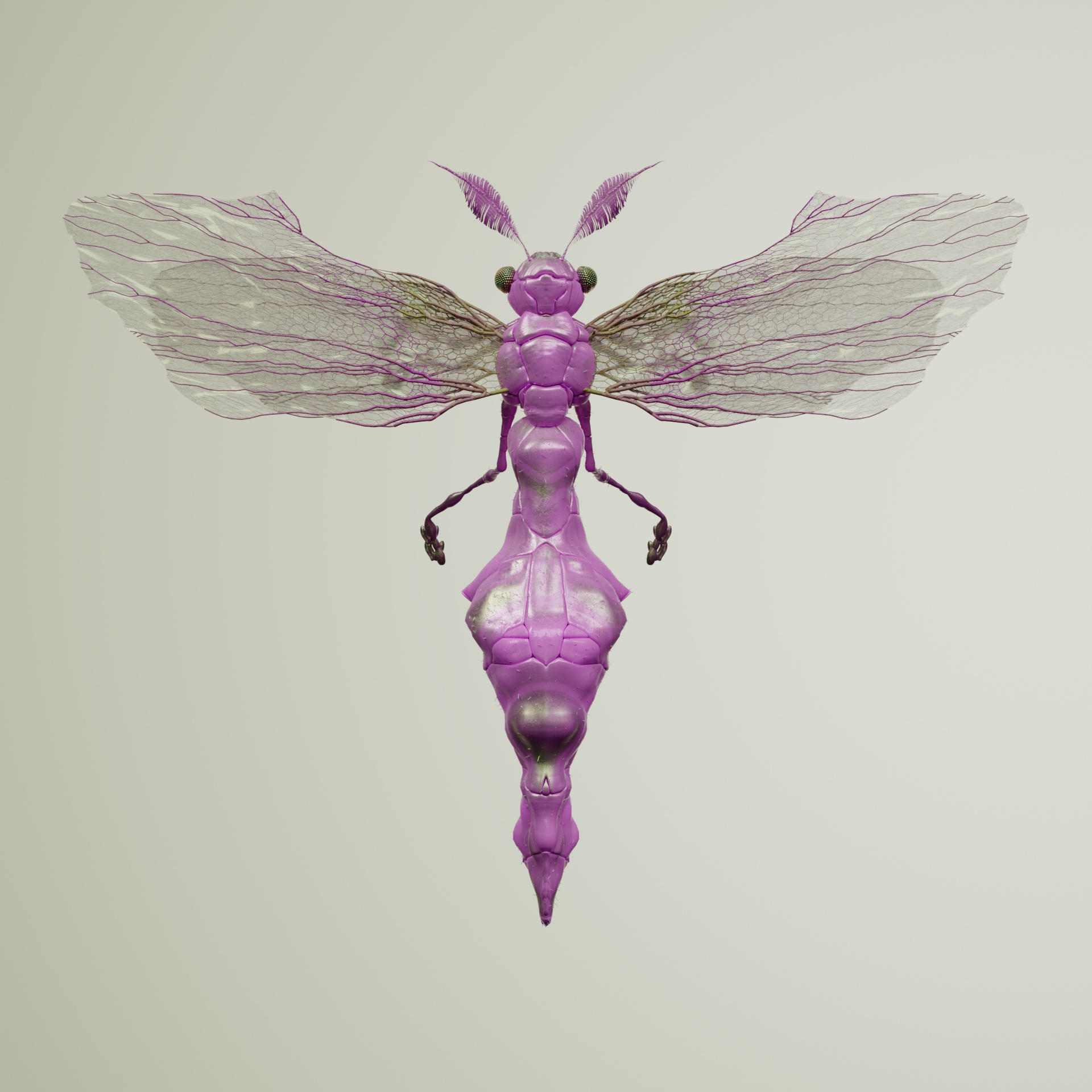 Anisopteracerritulus hercone