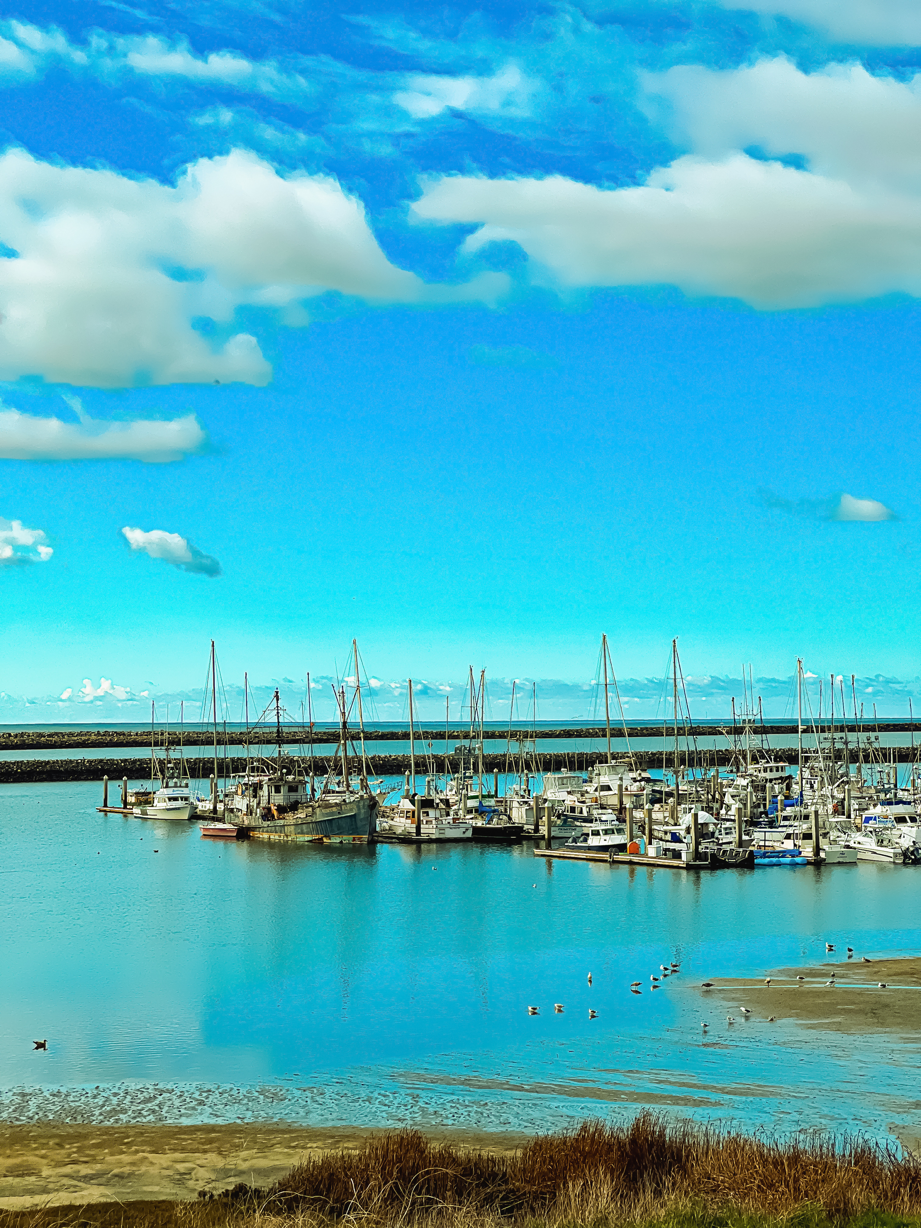 HARBOR BLUES #6/50