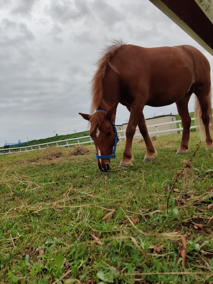 horse
