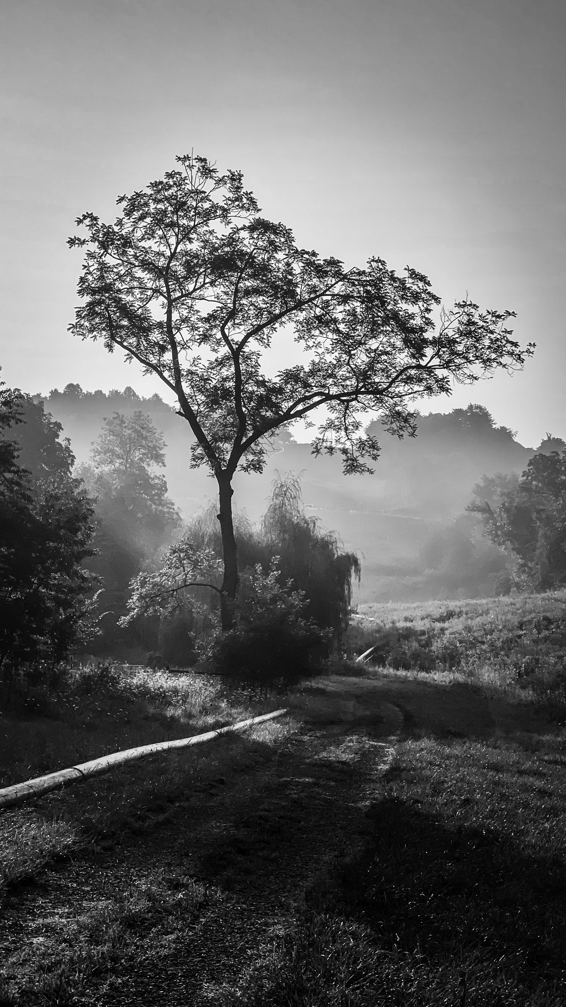 Morning Mist