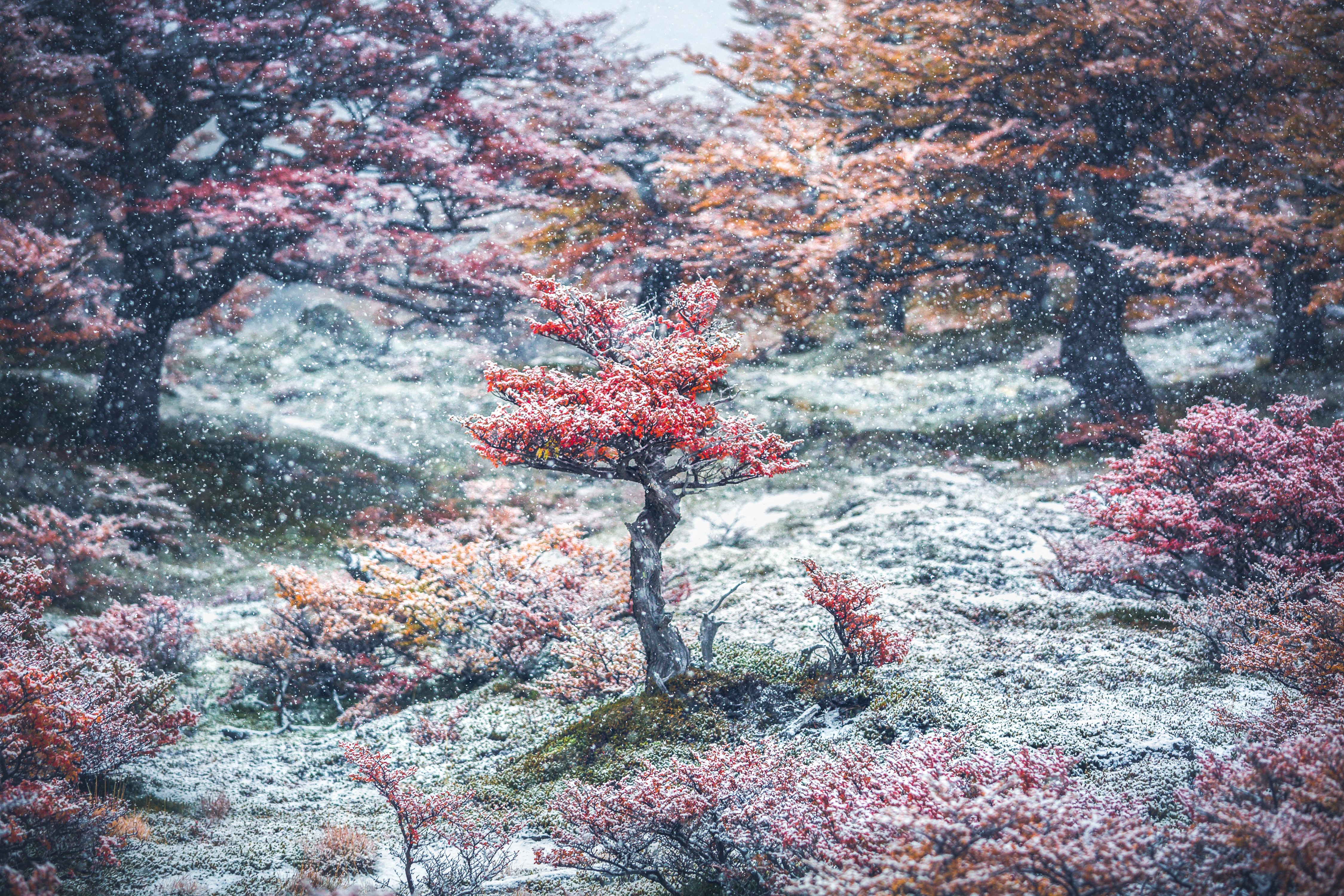 Secret Garden