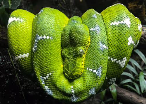 Emerald