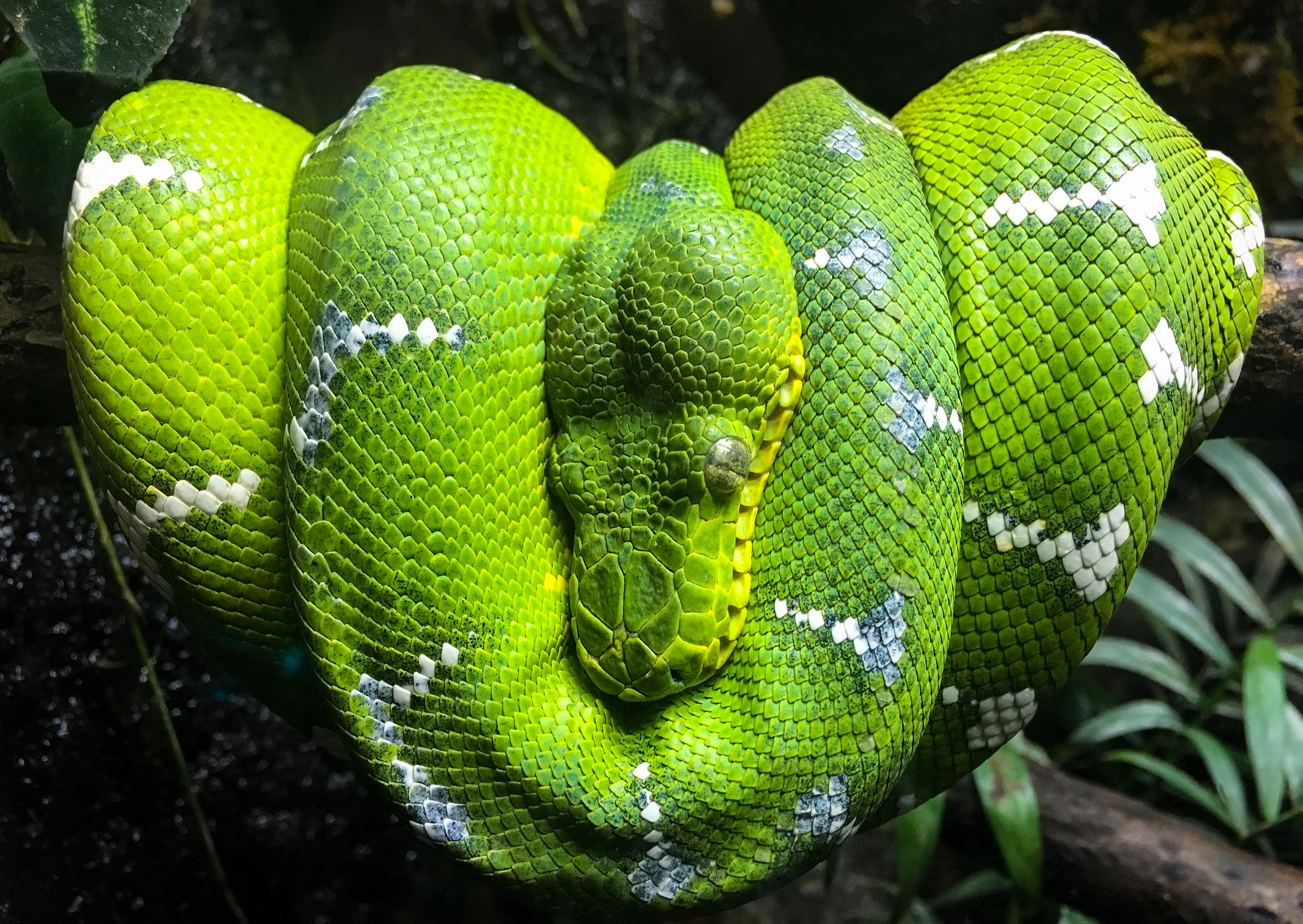 Emerald