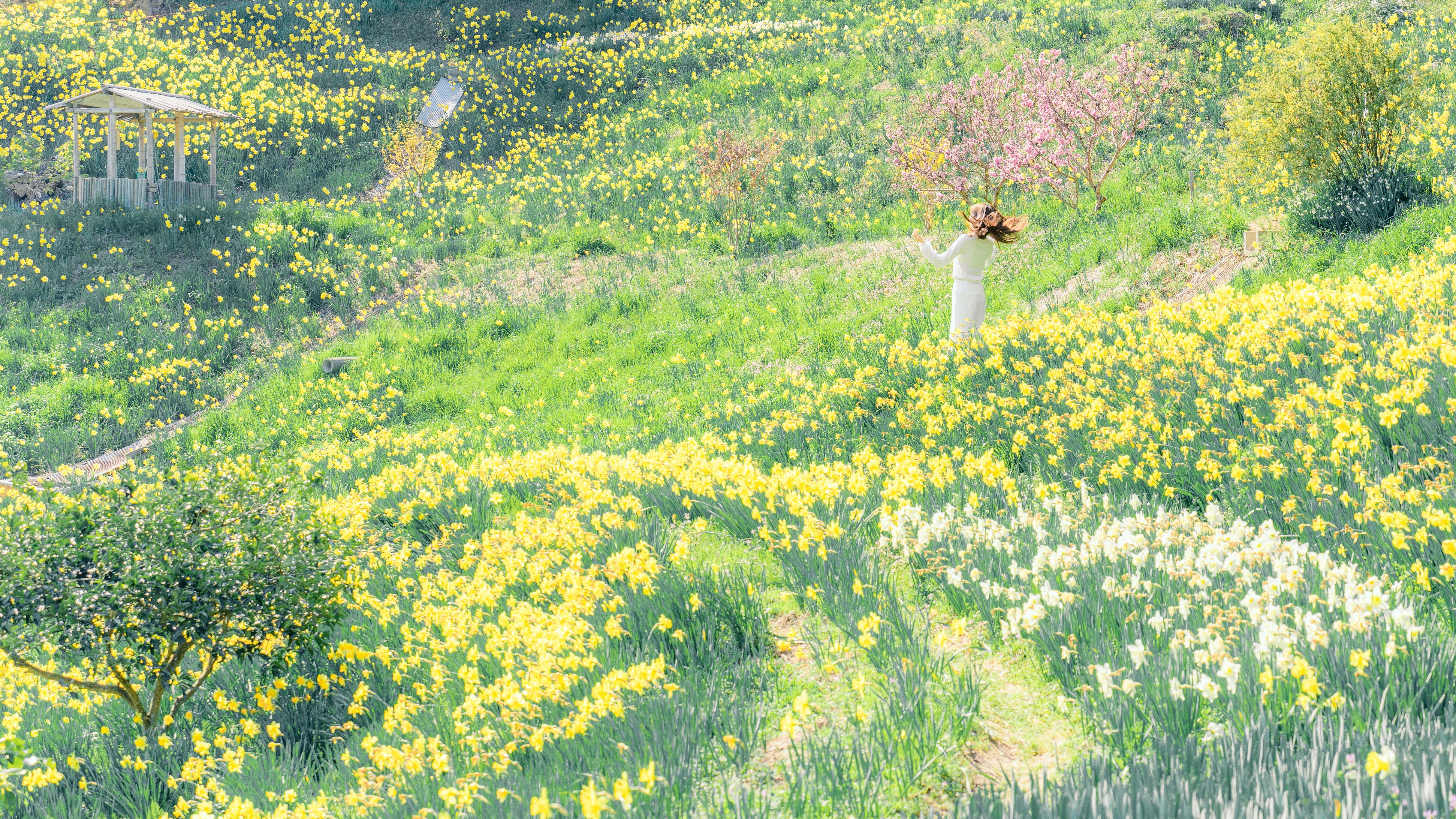  Starry Daffodil Hill