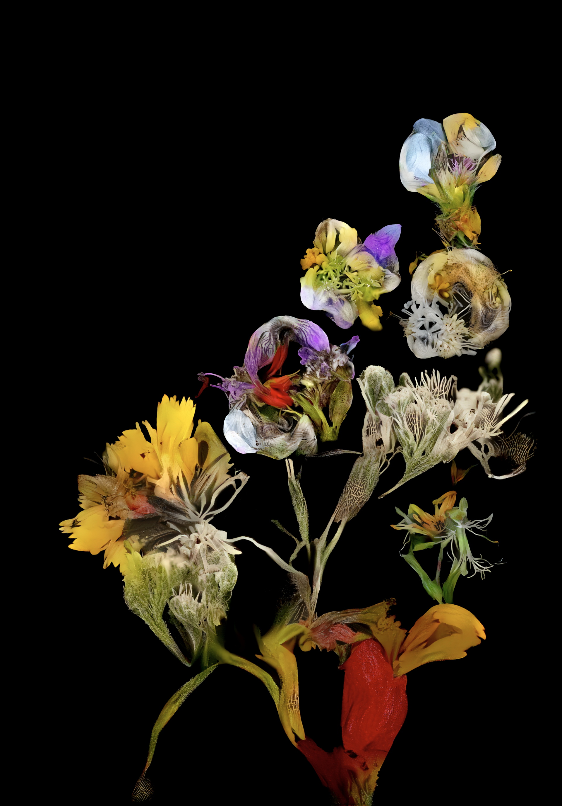 hedgerow still life #19