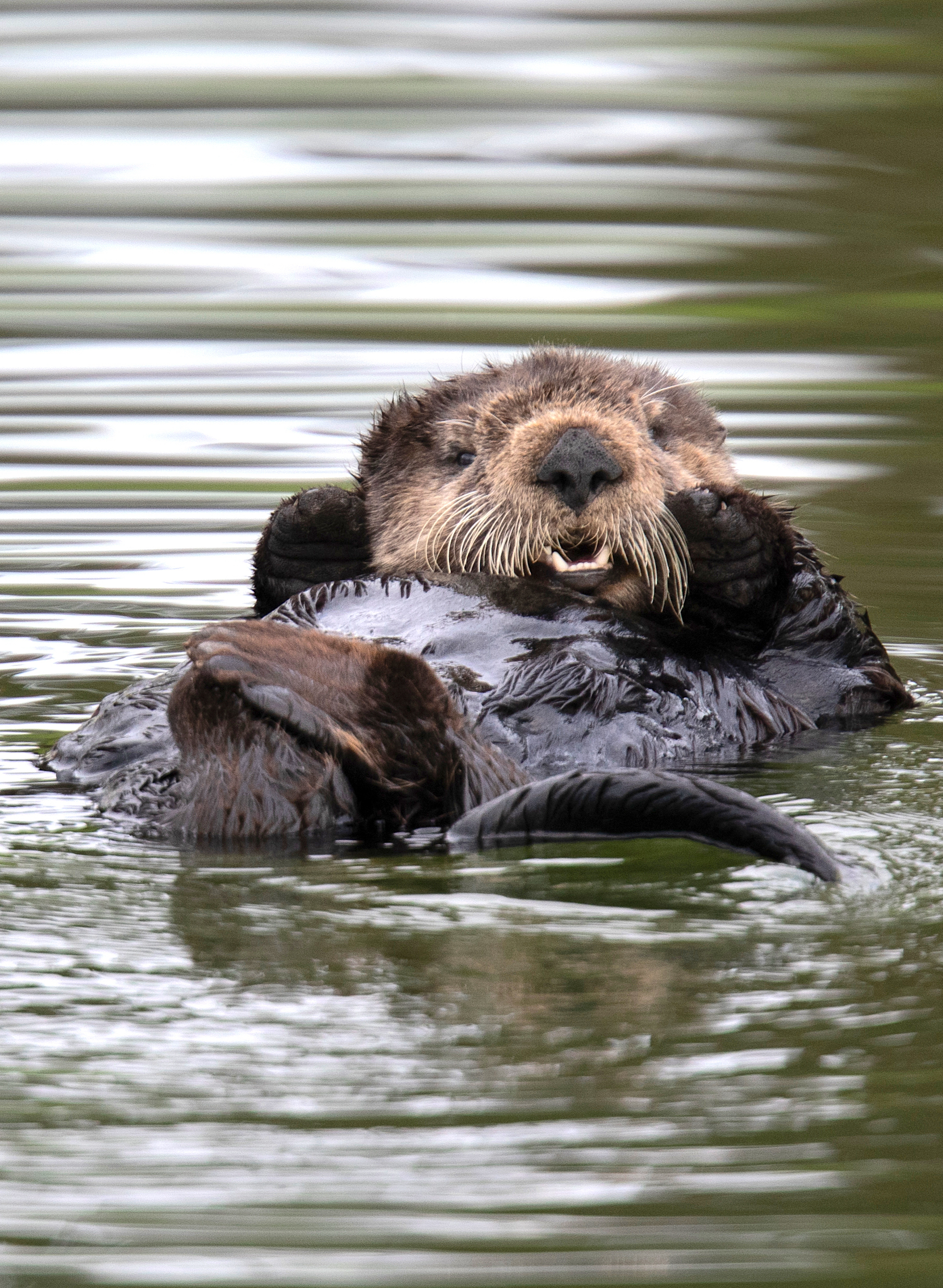 Balance #16 Sea Otter 