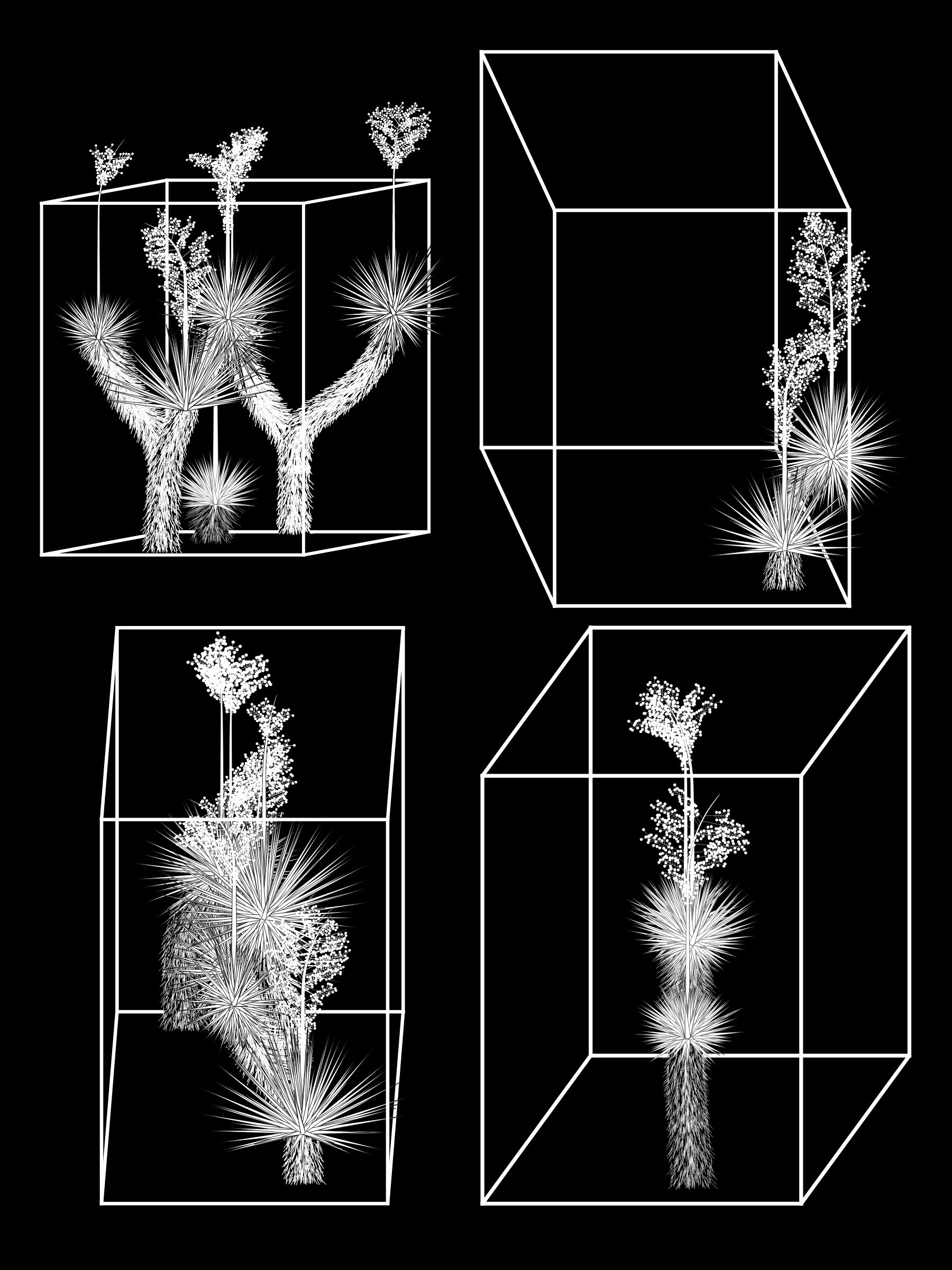Marfa Yucca #168