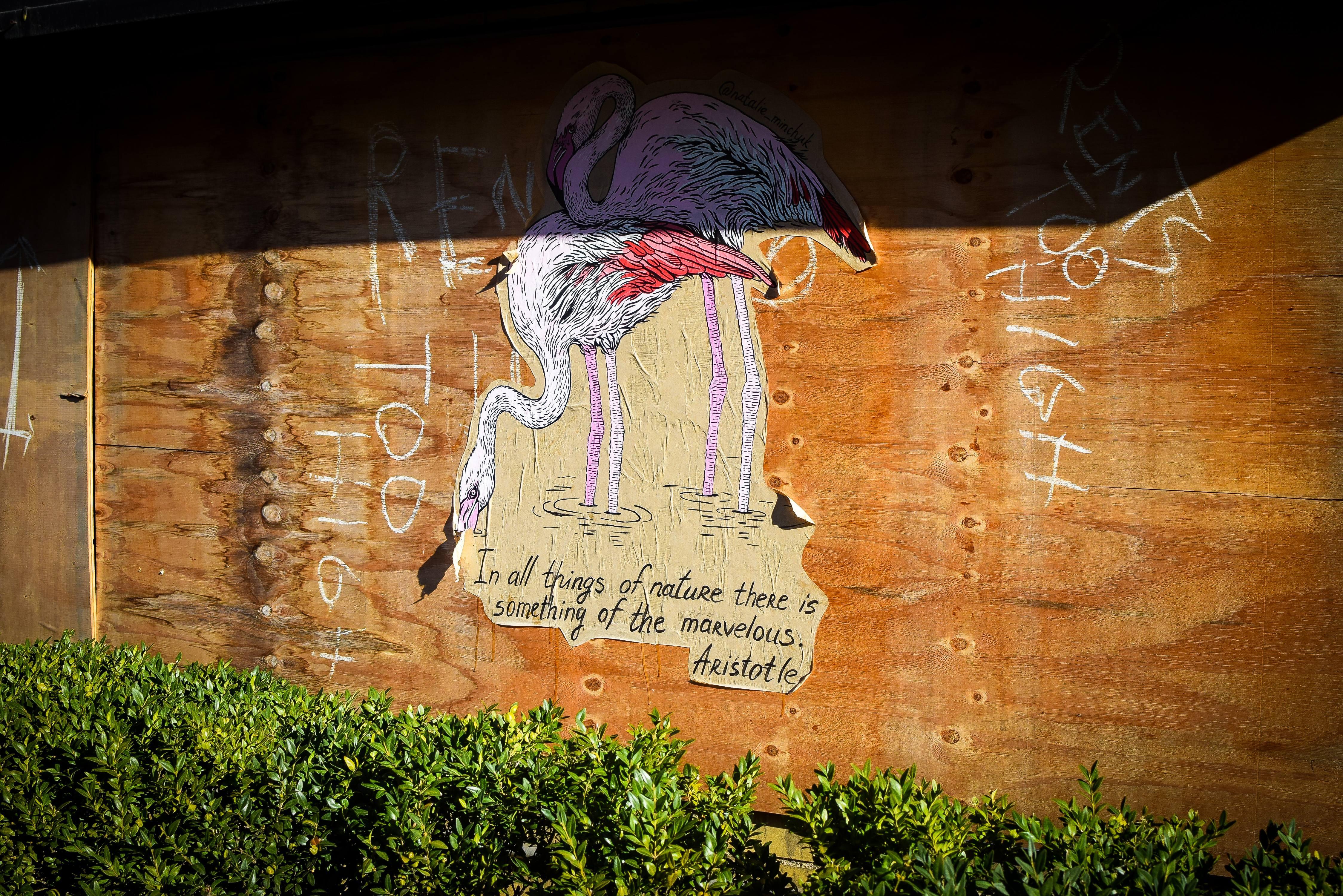 Marvelous flamingos