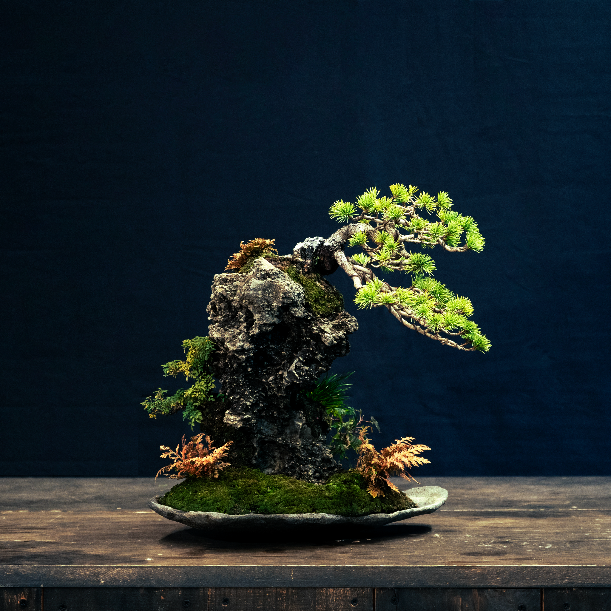 梵天岩の松: Pine Tree on Bonten-Rock
