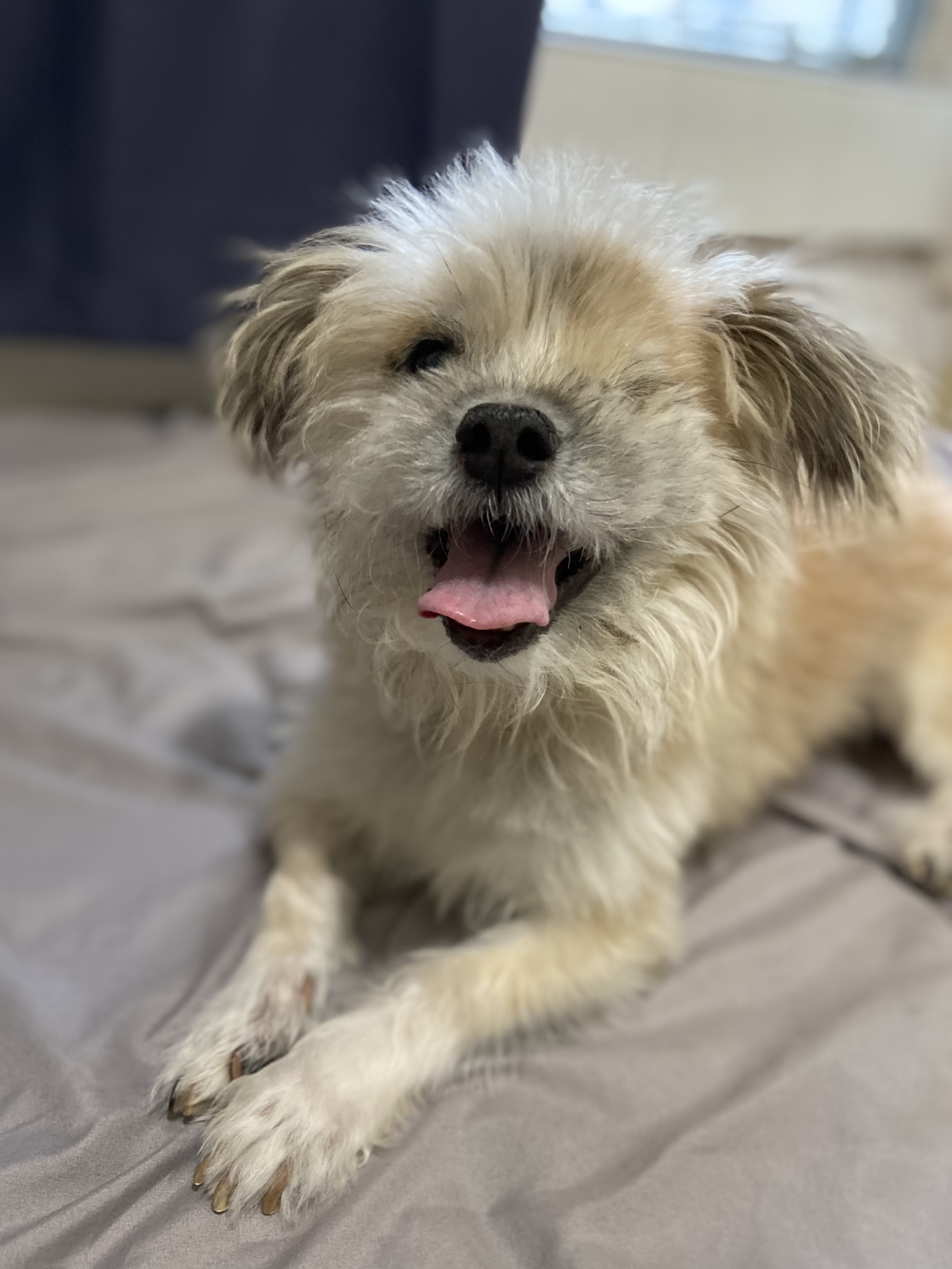 Lovely Dog