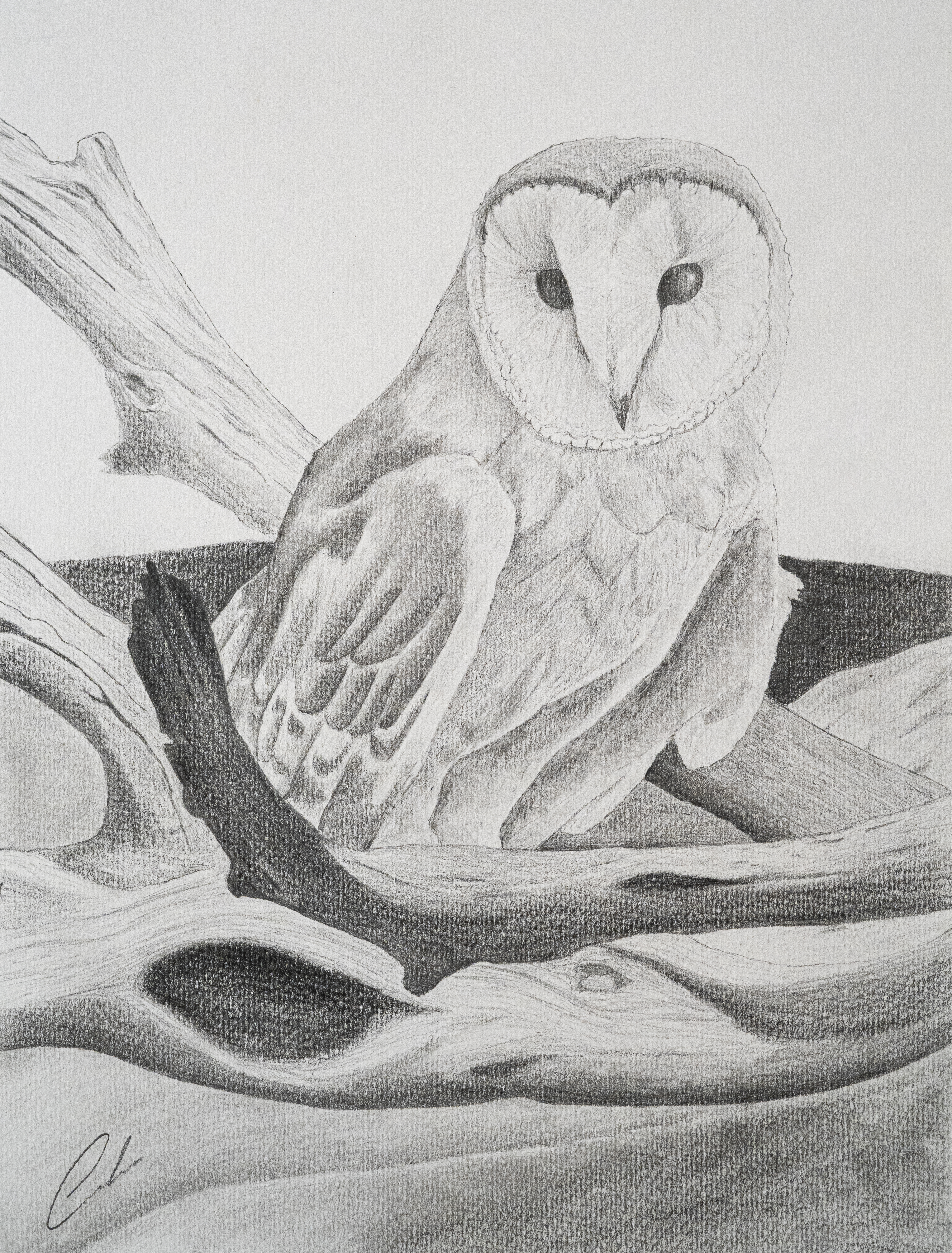 Moonbird - Drawing #243/676