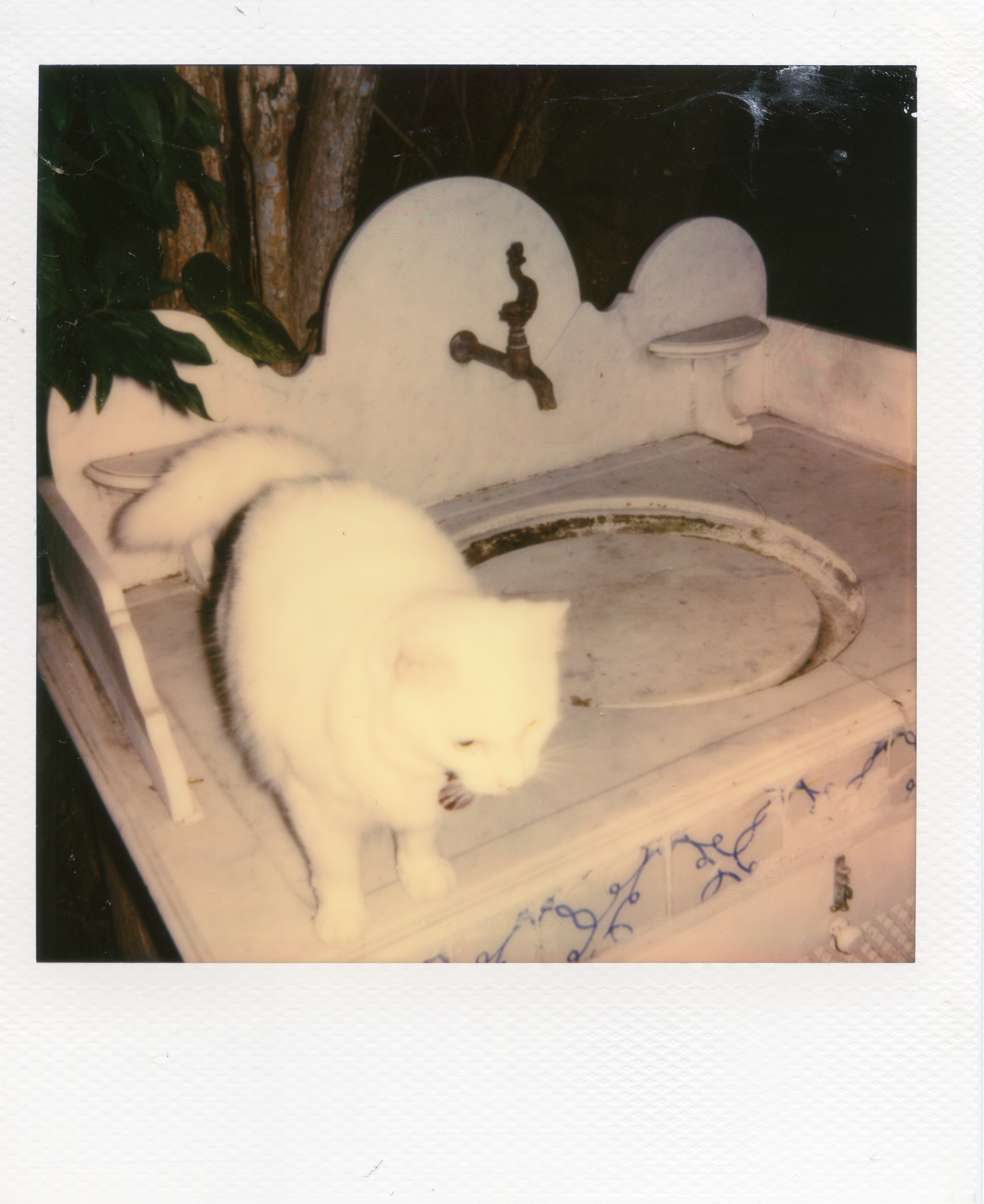 White Fur
