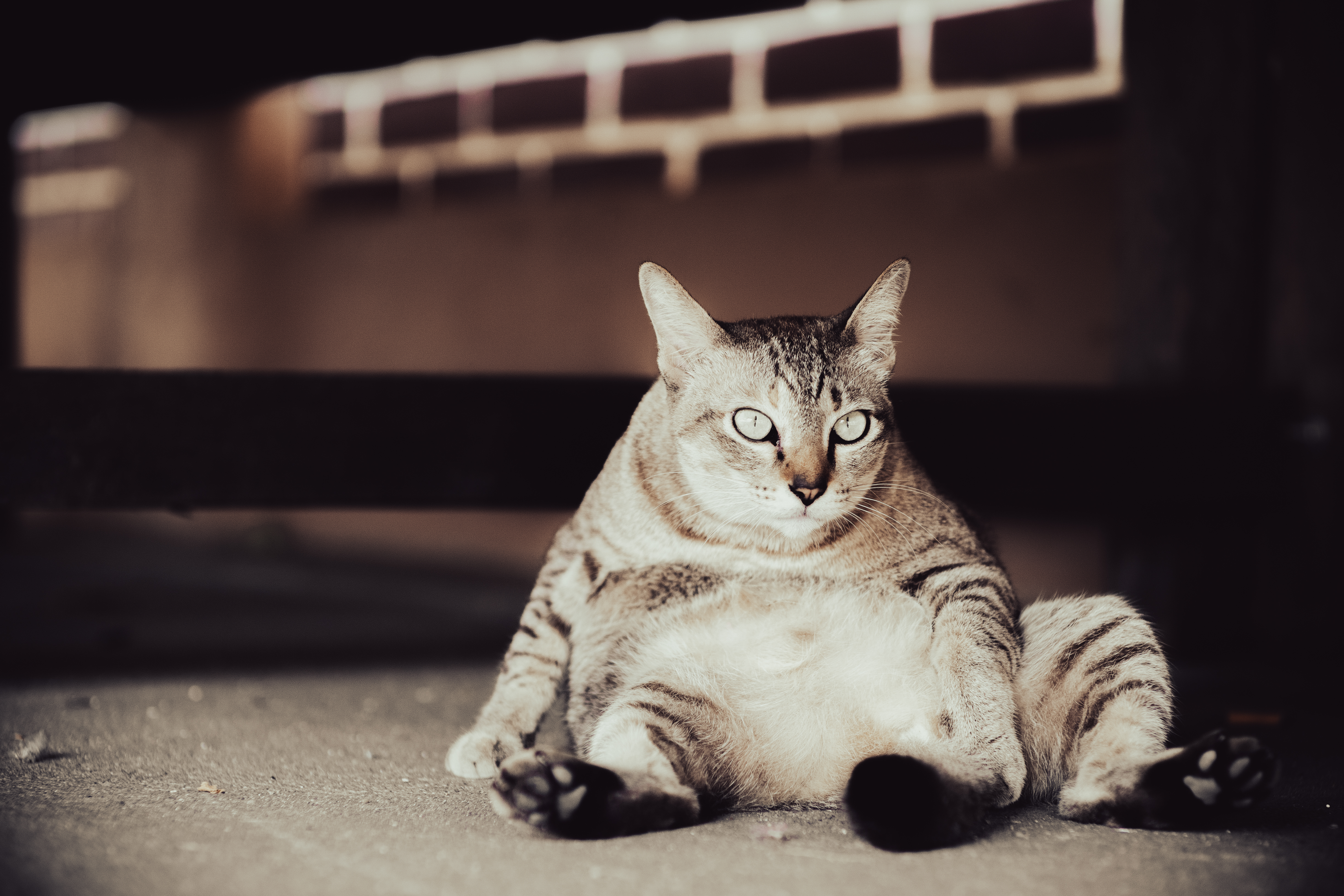 Fat
