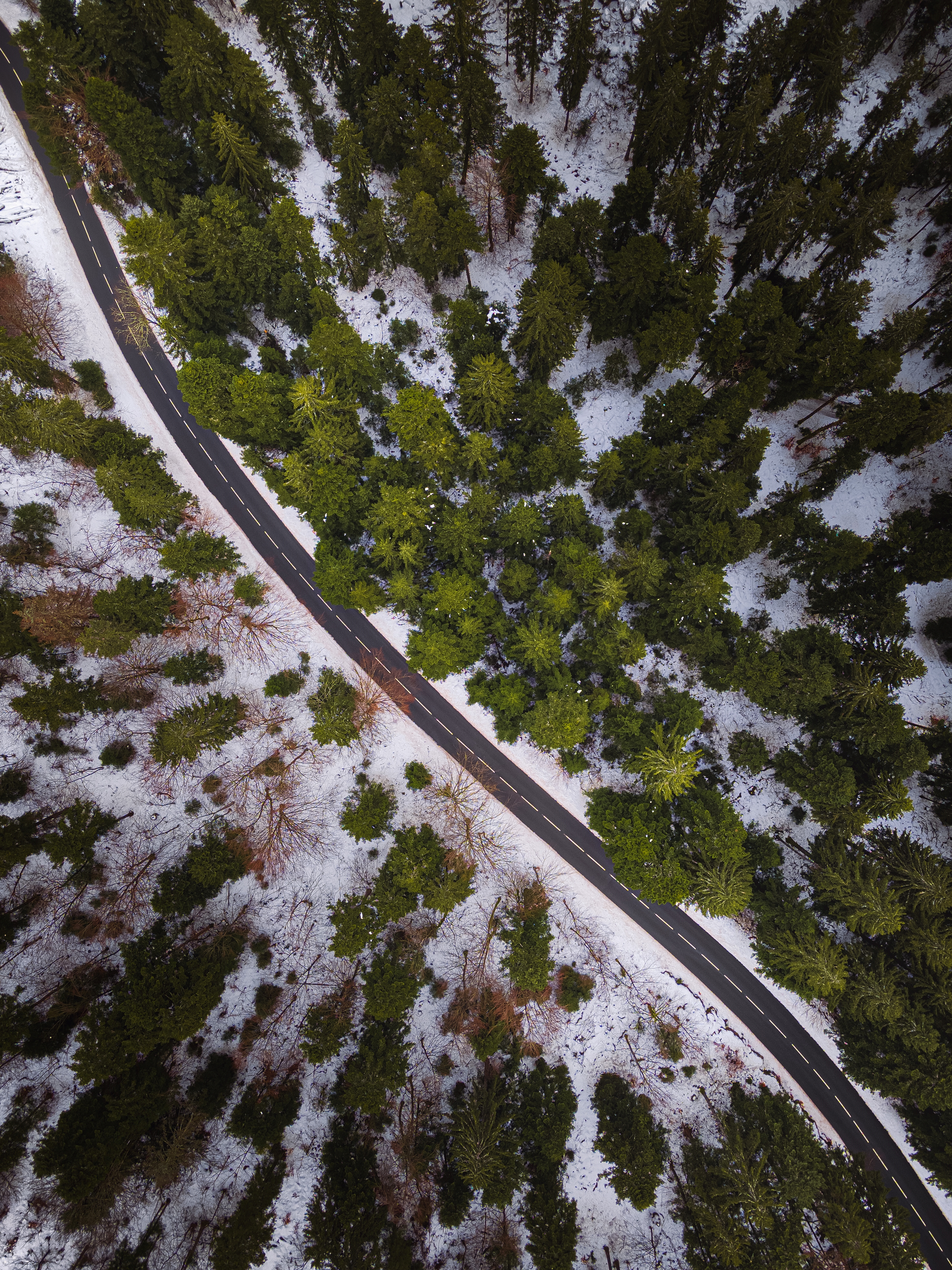 Winter forest