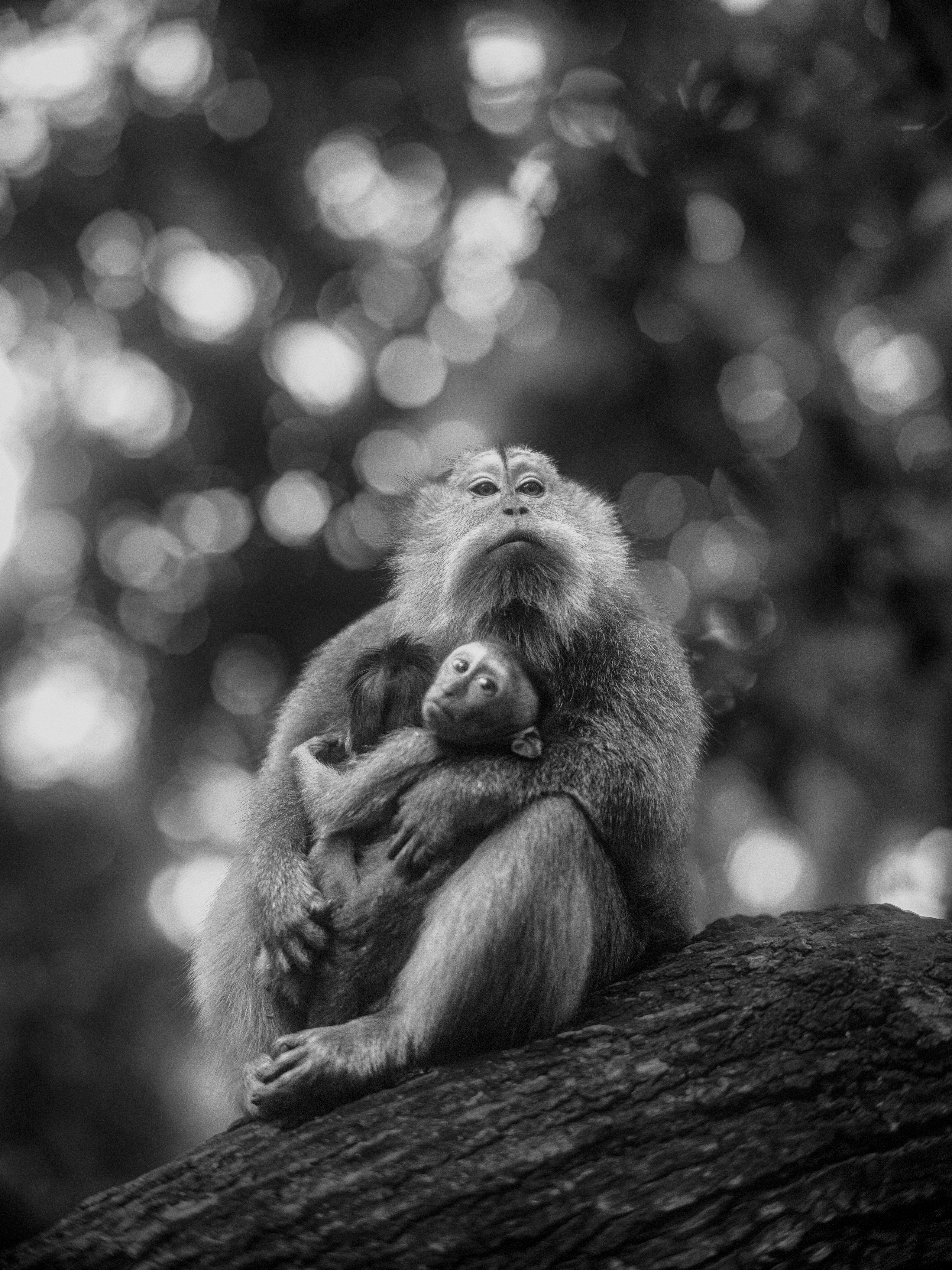 Monkey Forest