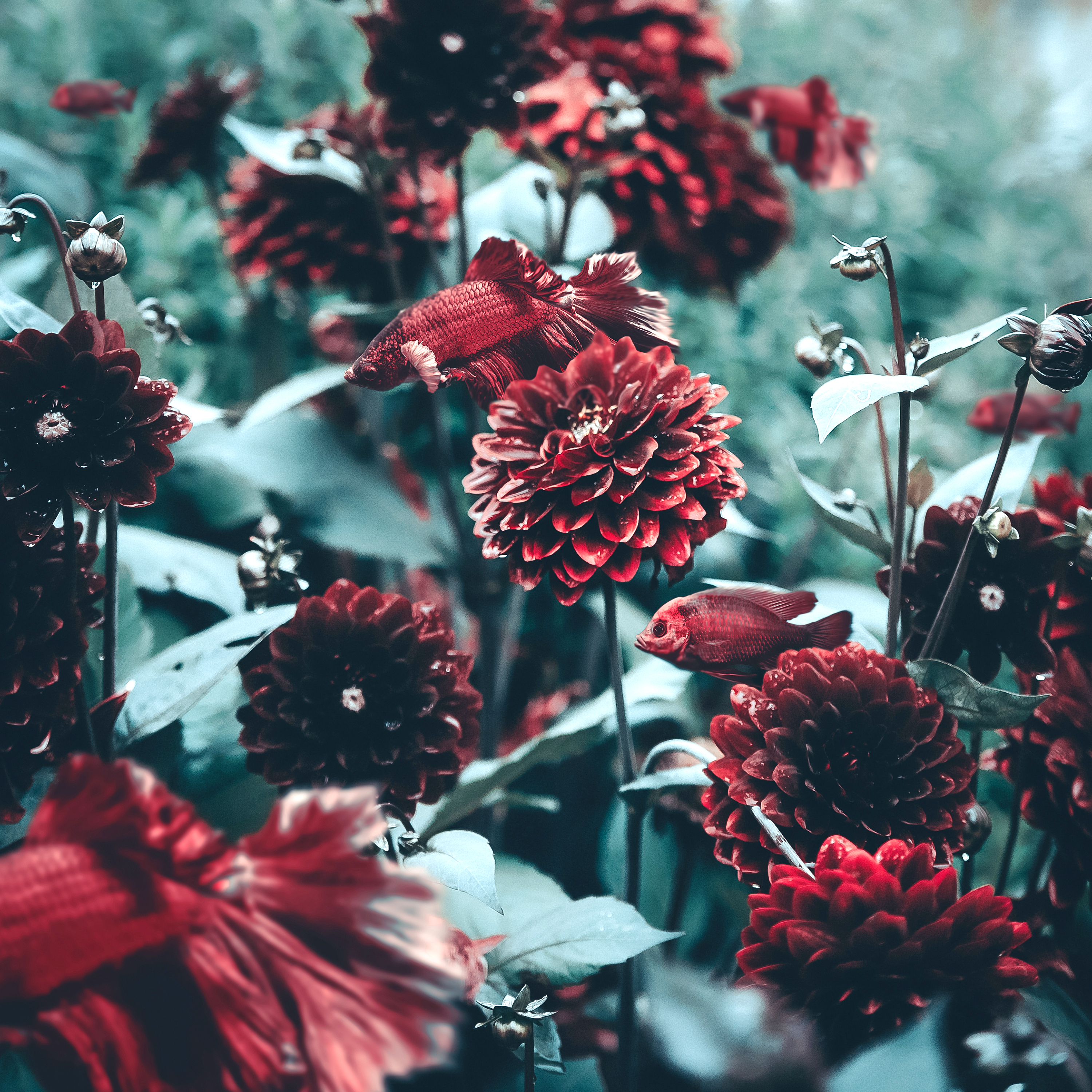 Sea Flowers