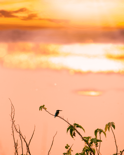 Golden Kingfisher