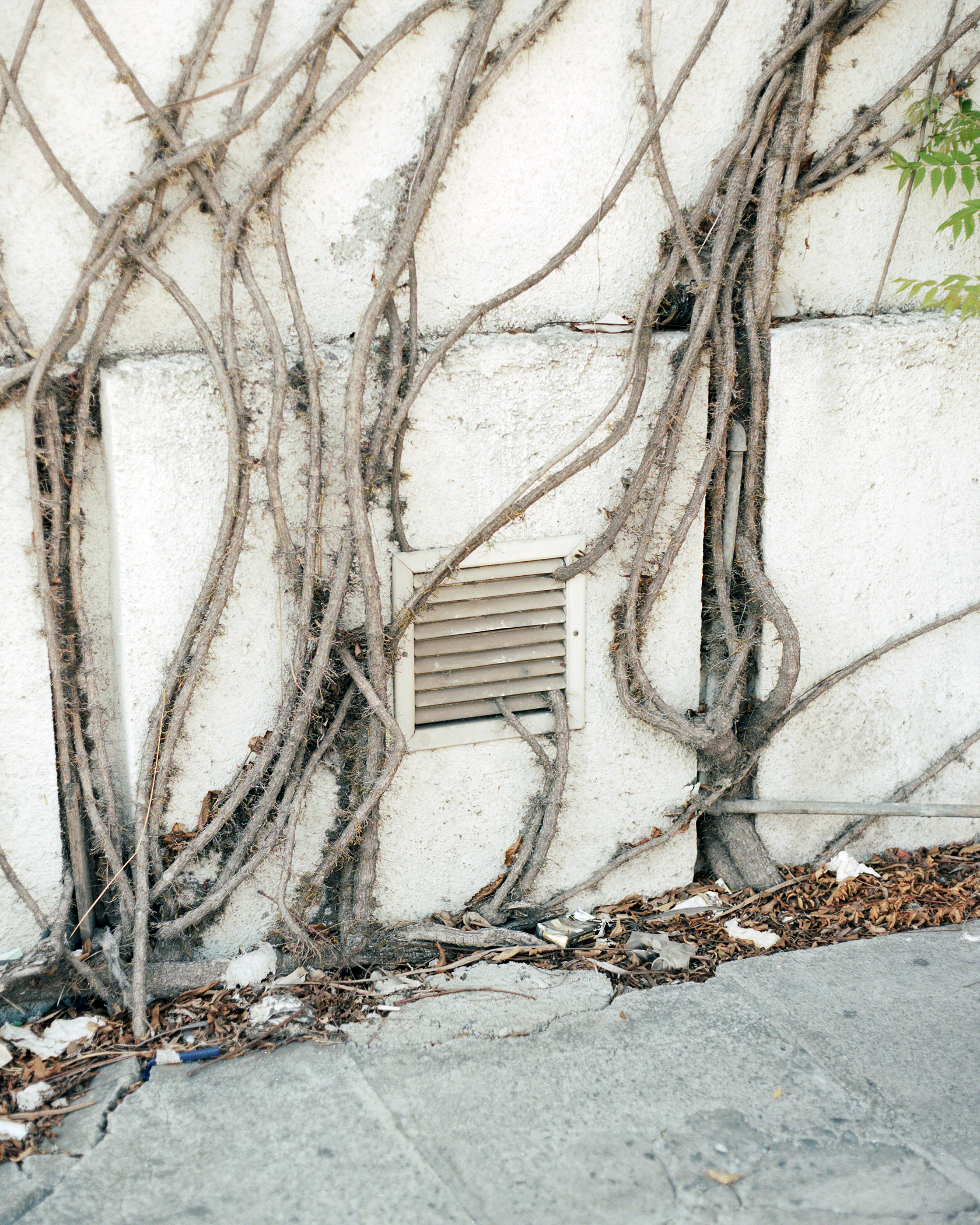 A Wall Full Of Roots