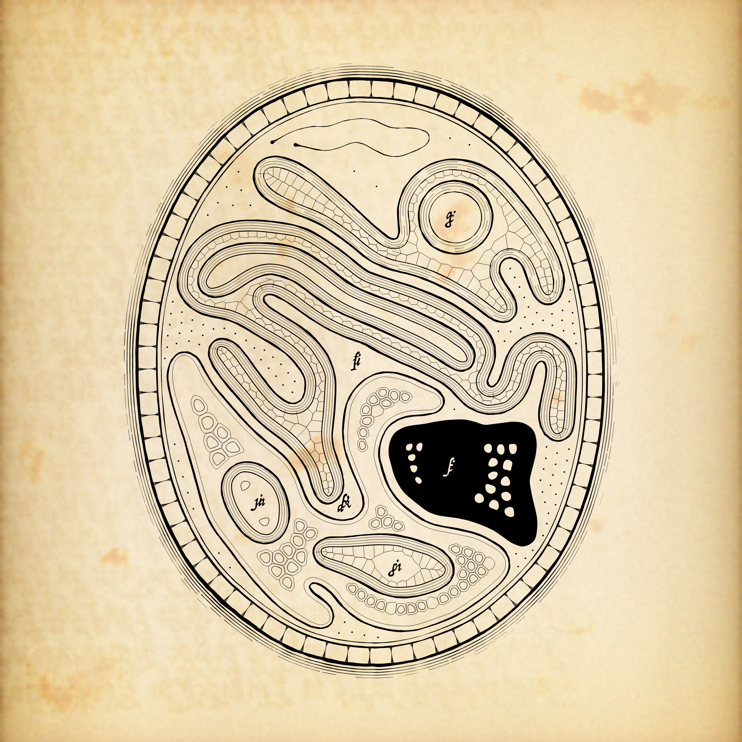 Cytographia #381