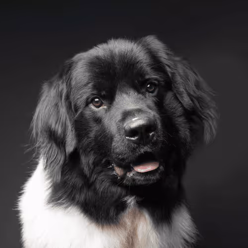 Newfoundland #DA141