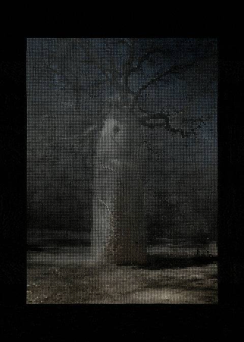 TREE_03: BAOBAB