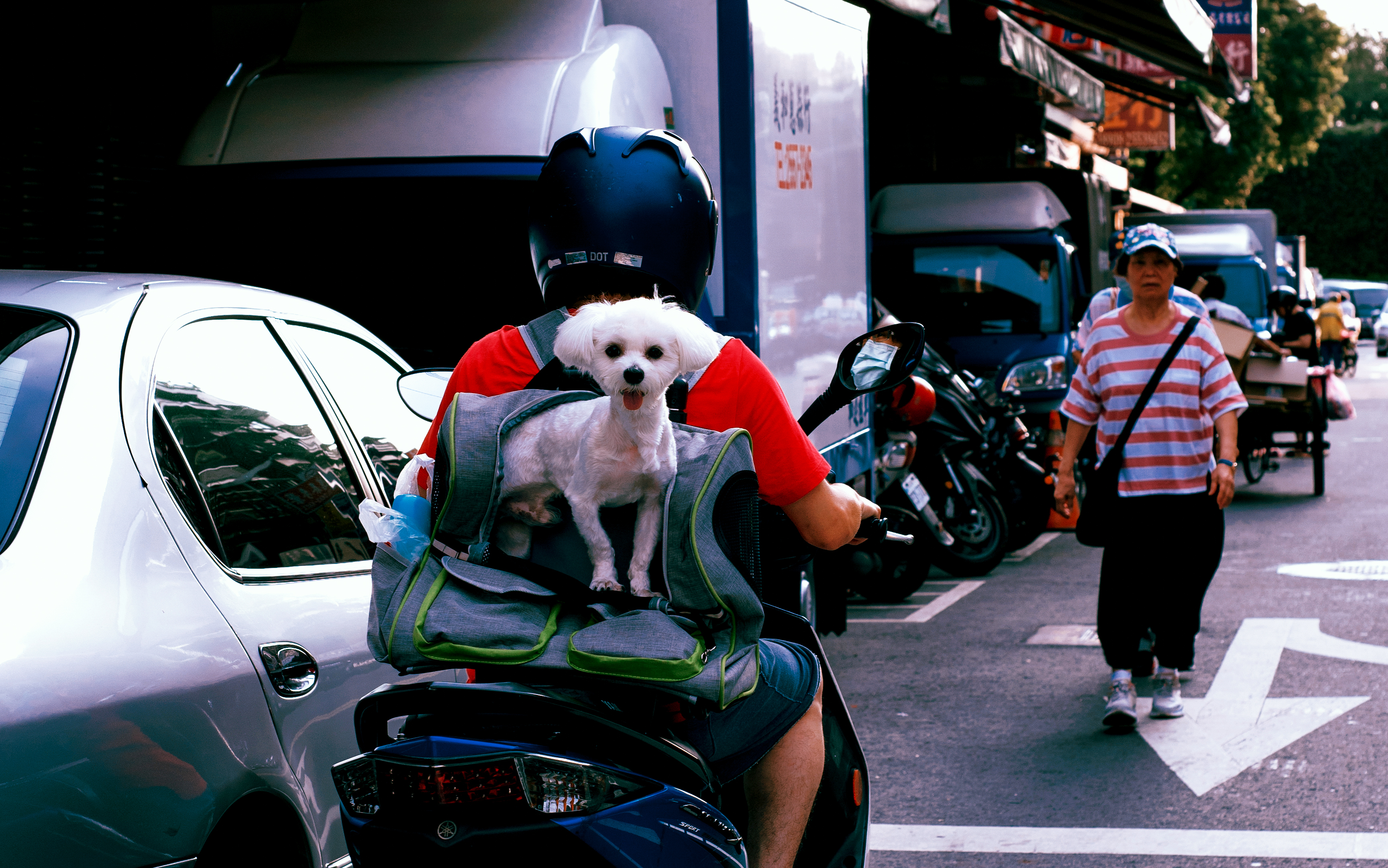 Dadaocheng Happy Dog