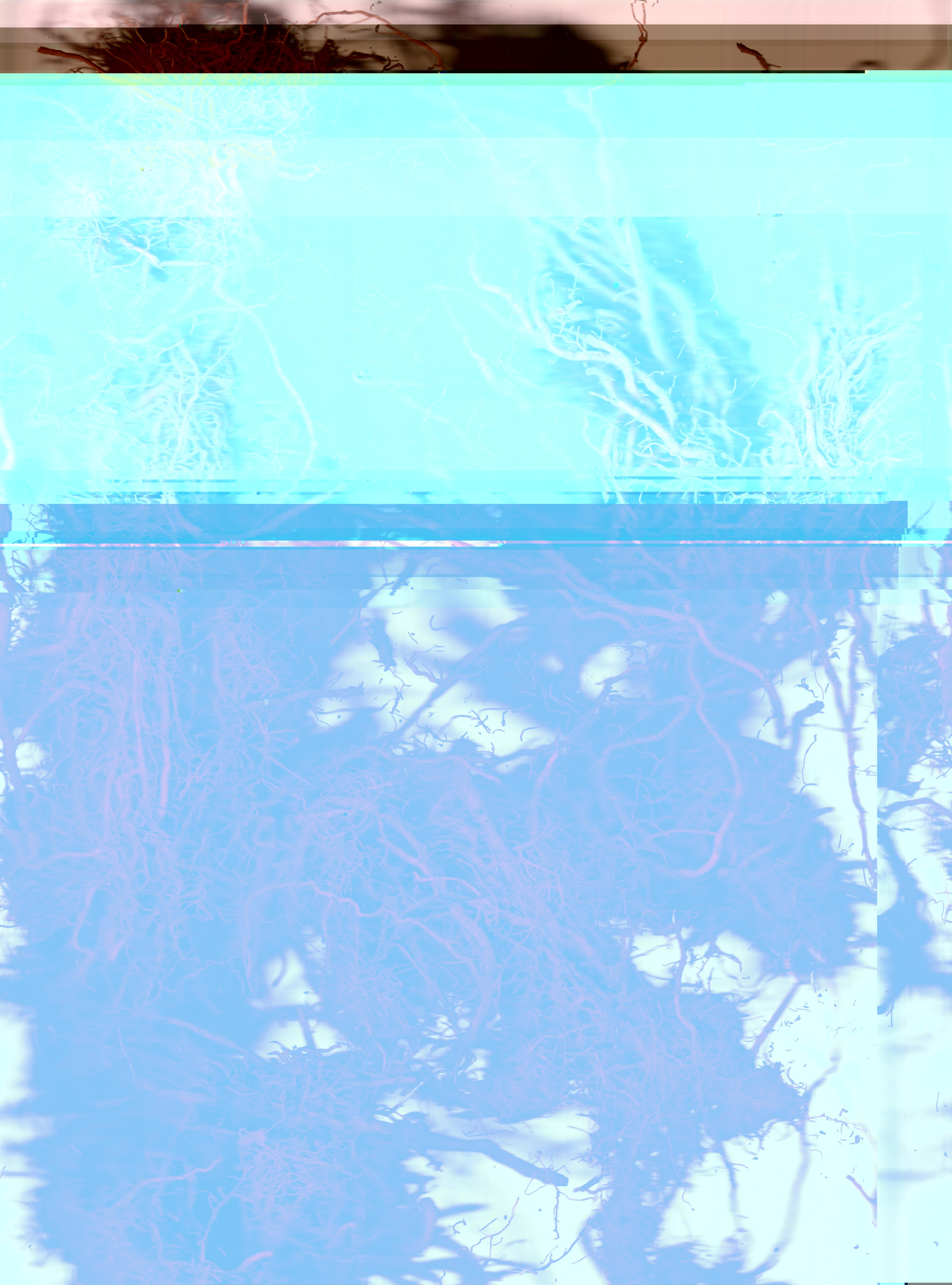 Blorgg Honklorph Malfonxia o[2]