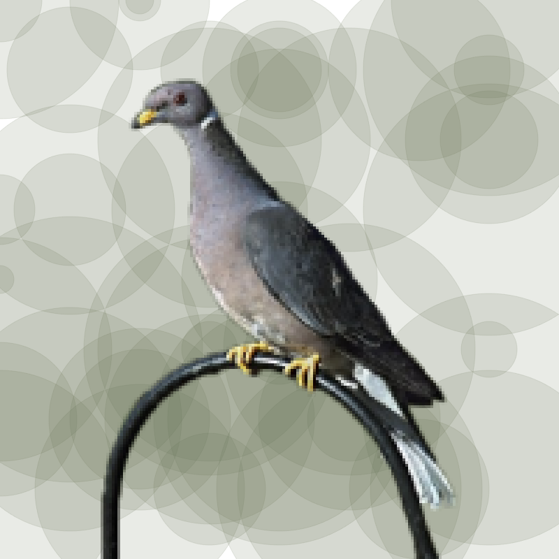 Seamorphus Pigeon #20